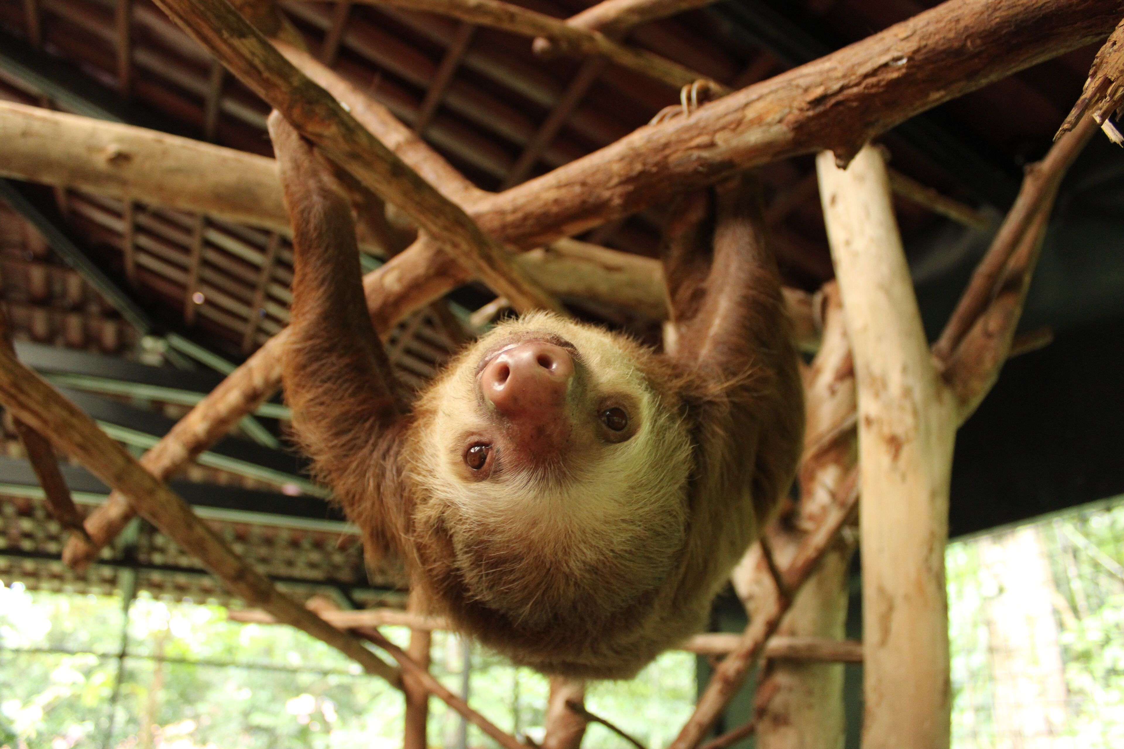 Foto - Tapirus Lodge and Reserve