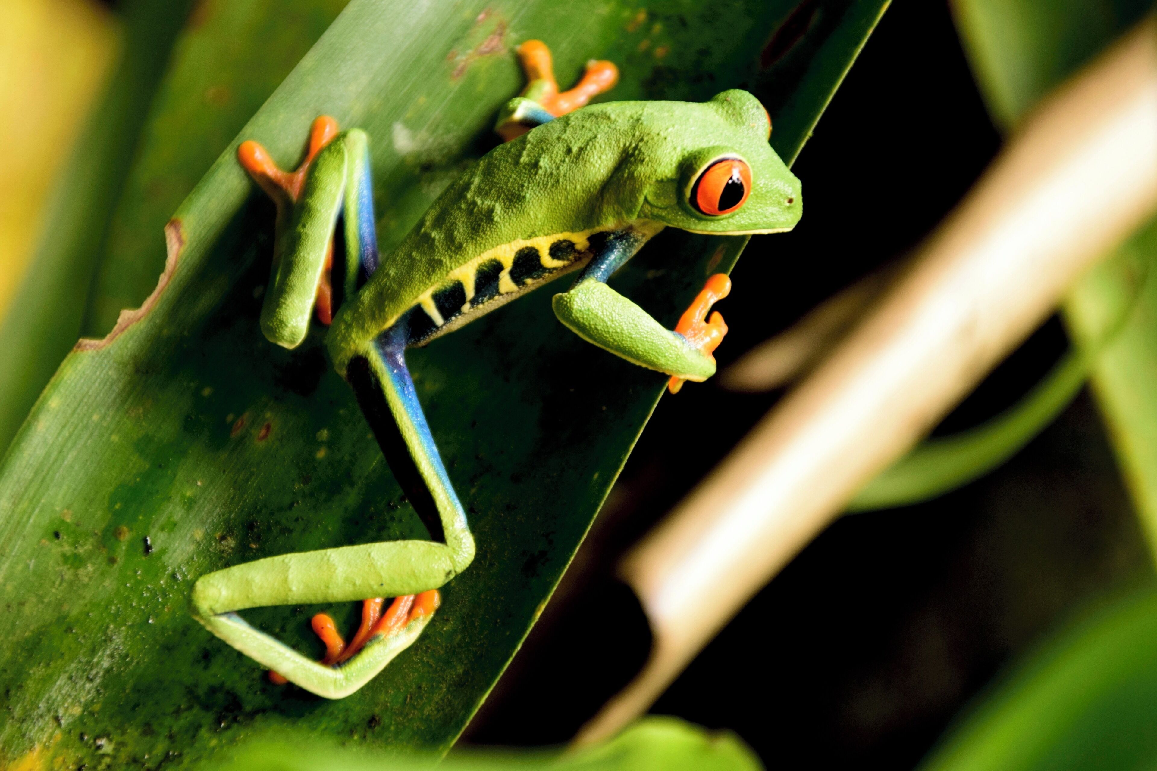 Foto - Tapirus Lodge and Reserve
