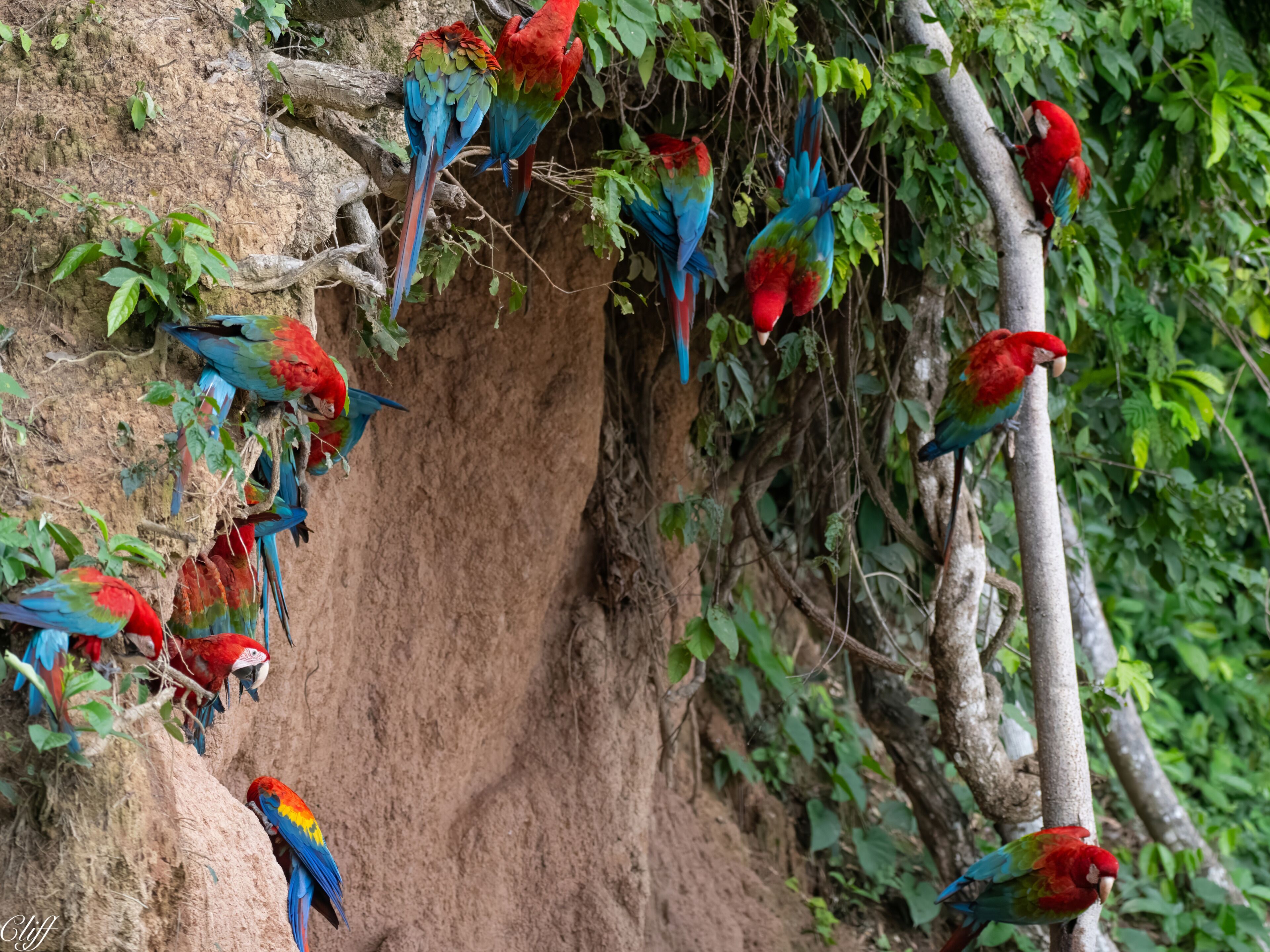 A group of colorful parrots perched on a rocky cliff with dense foliage in the background.