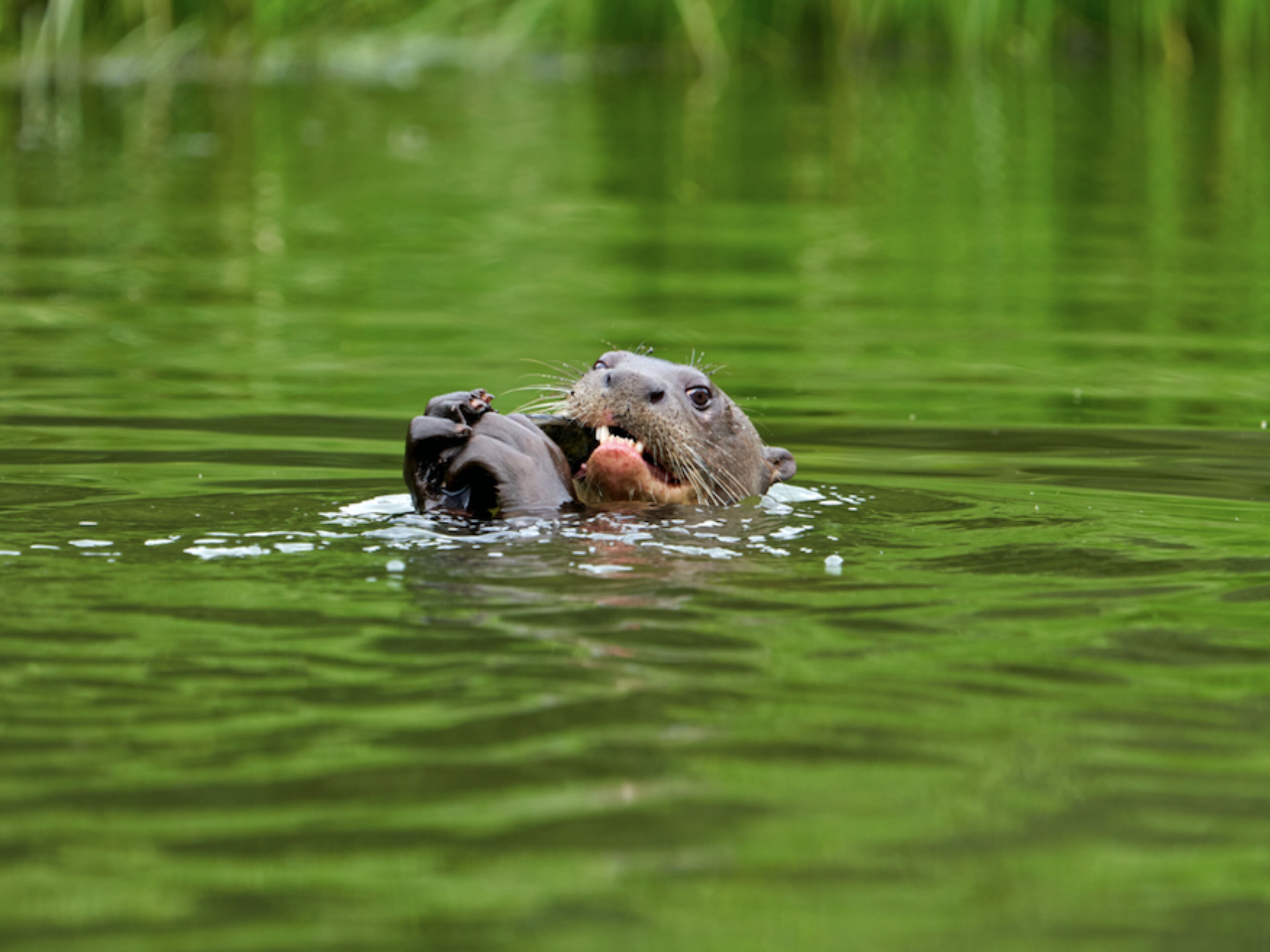 Een nijlkikker in het water met een groot object in zijn bek.