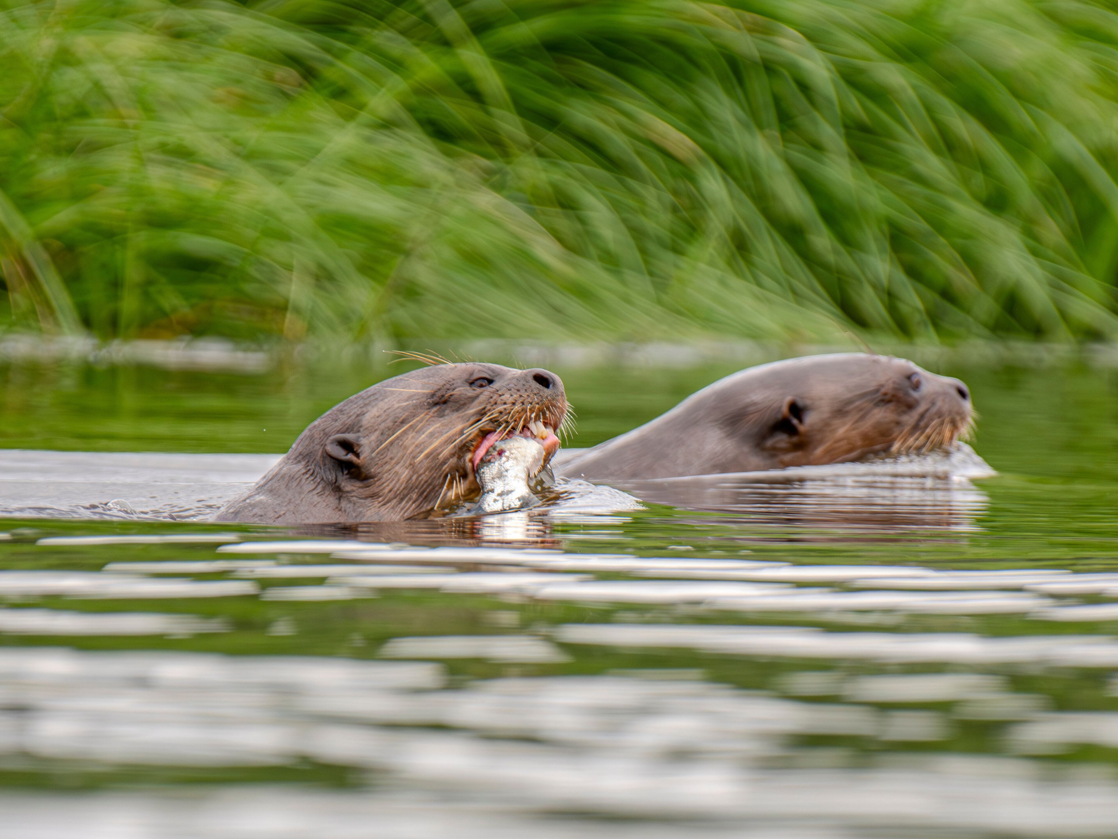 Two otters in water with green grass in the background.