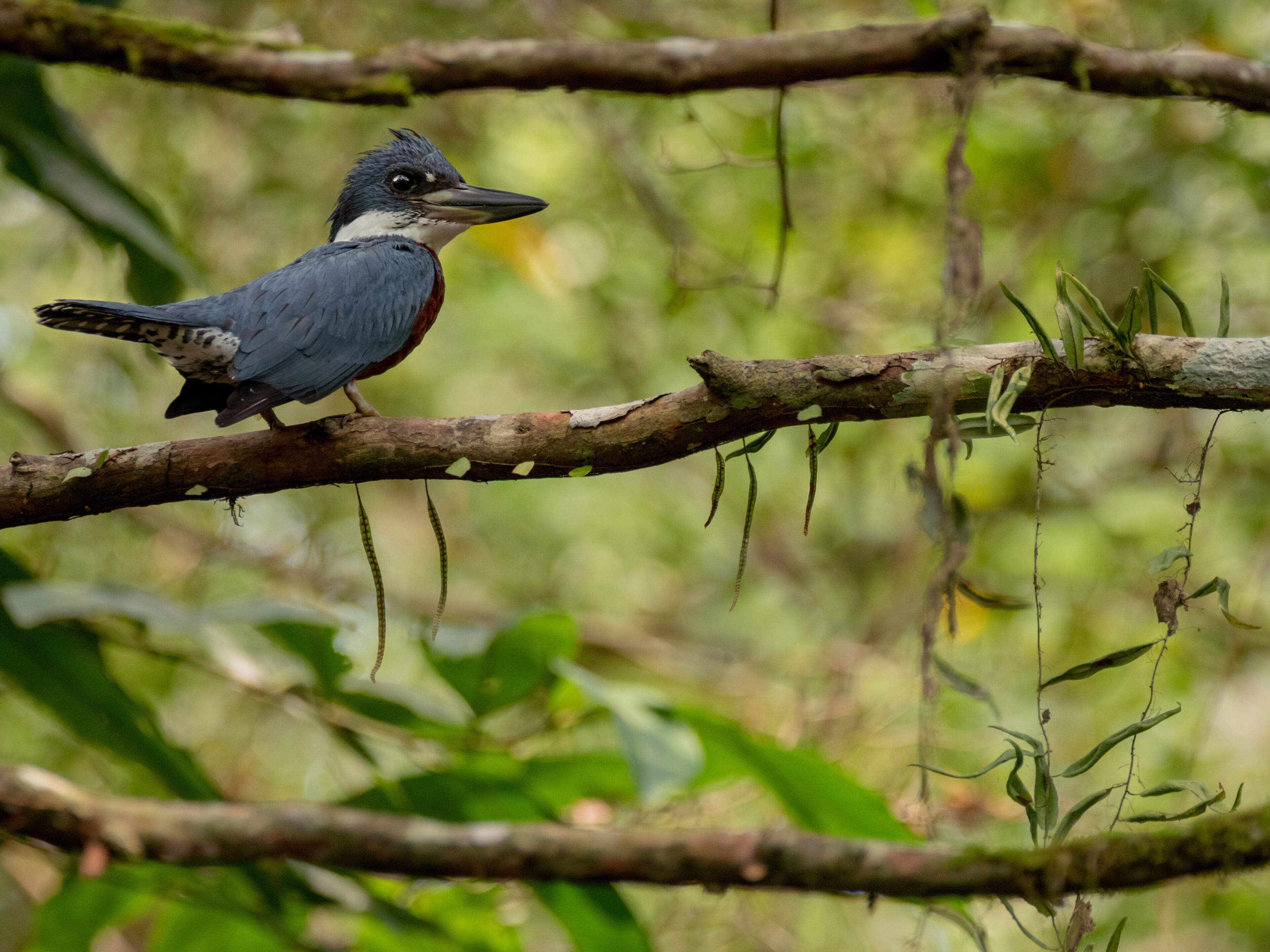 Ein Vogel sitzt auf einem Ast in einer natürlichen Umgebung.