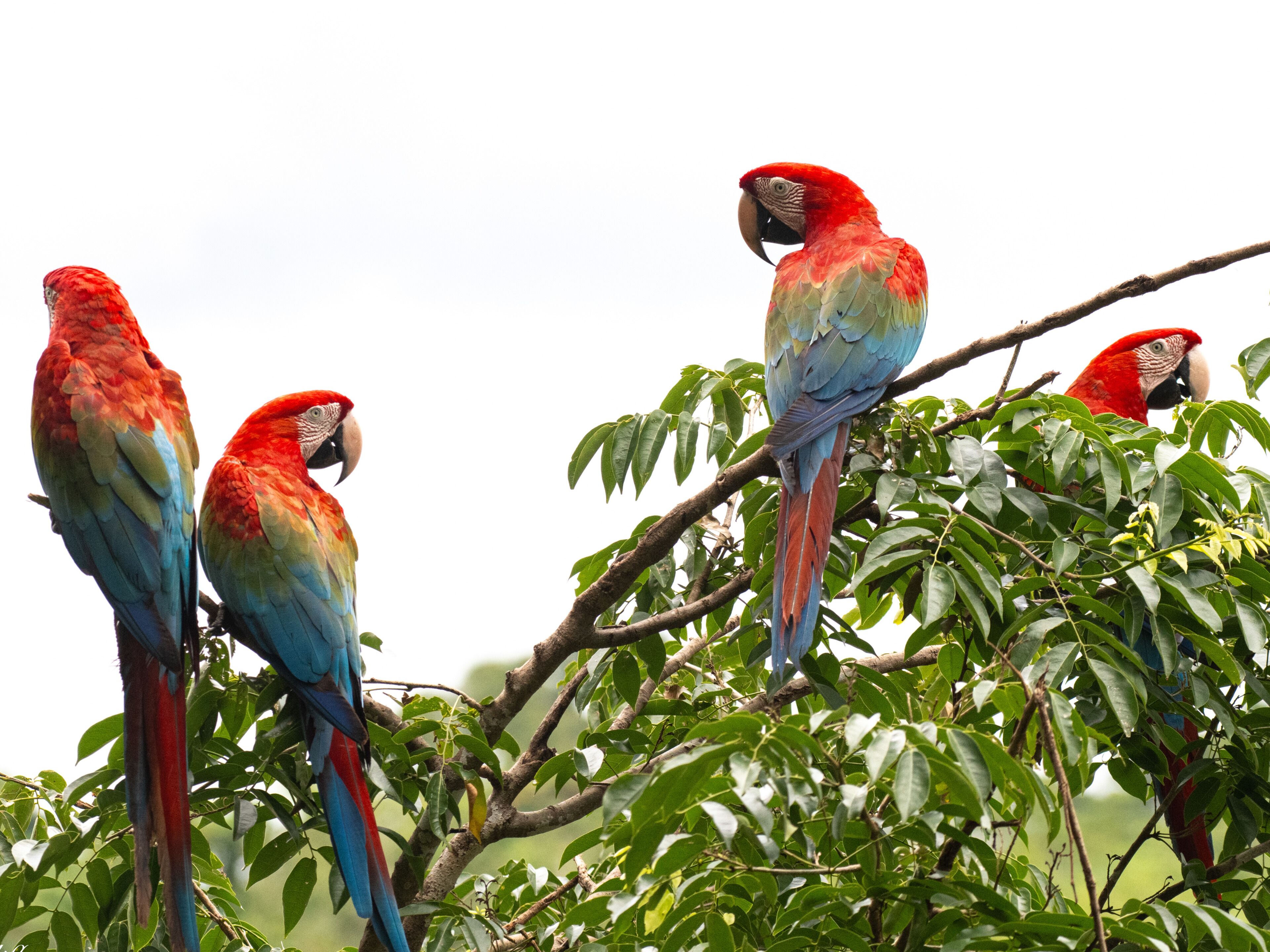 Four colorful parrots perched on a tree branch.