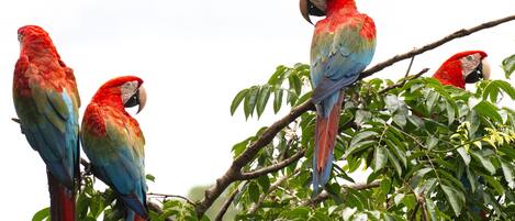 Four colorful parrots perched on a tree branch.