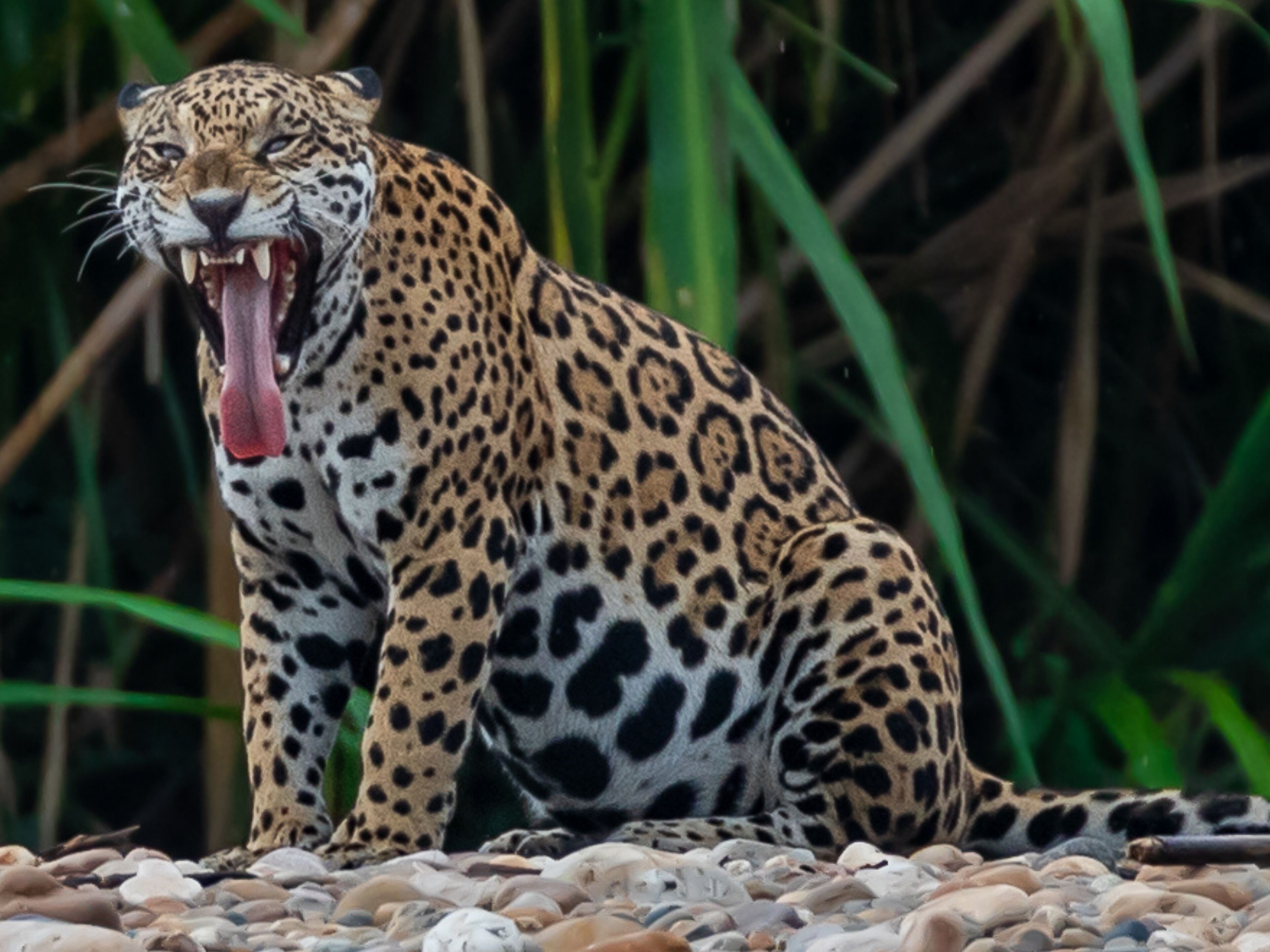 A leopard with its mouth open, surrounded by rocks and greenery.