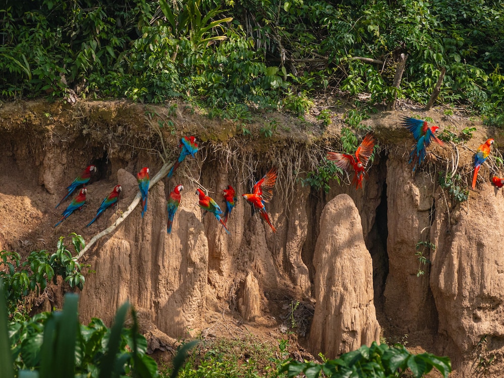 Tambopata Research Center by null