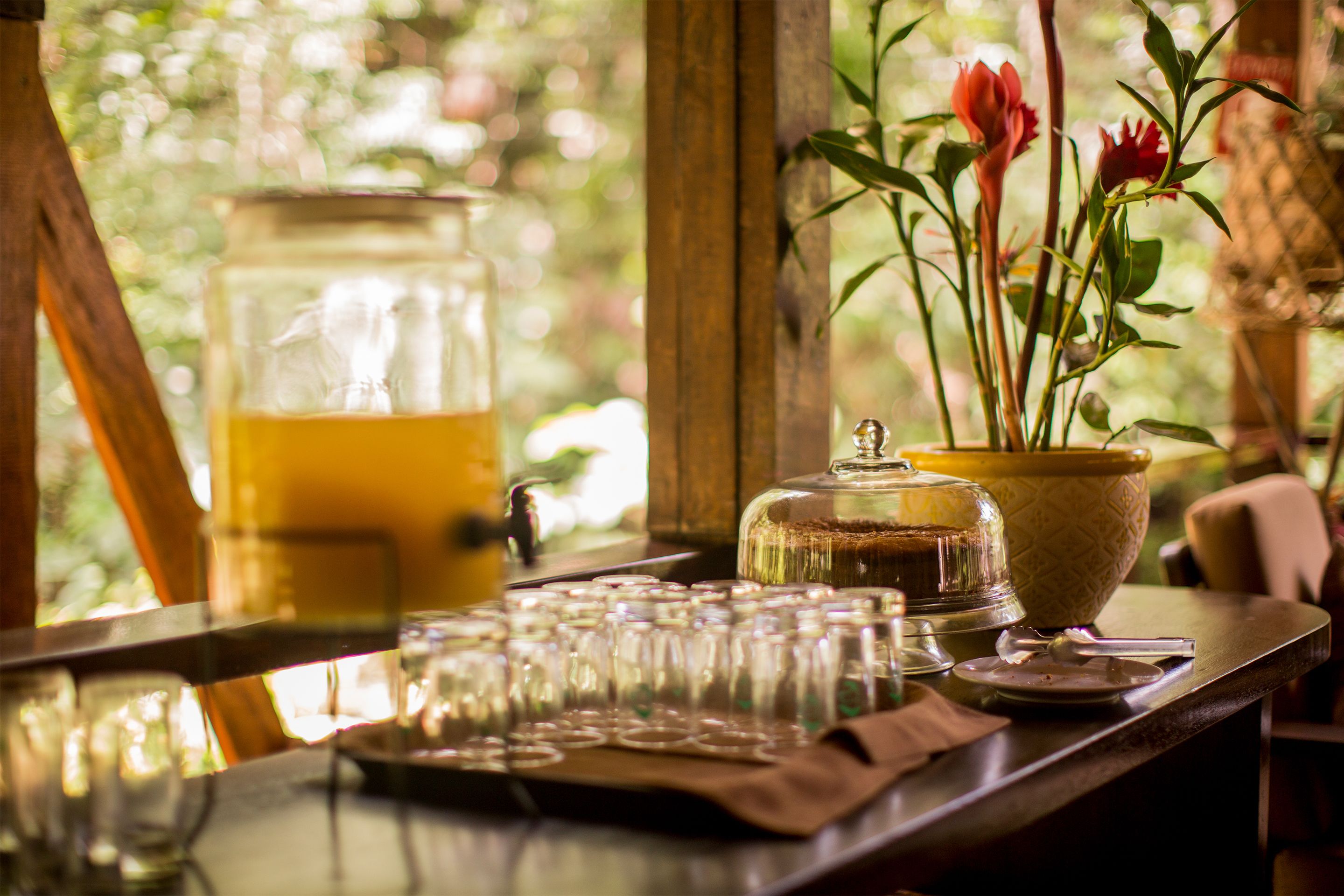 A bar area with a glass display case, a pitcher of a yellow beverage, and a potted plant with red flowers.
