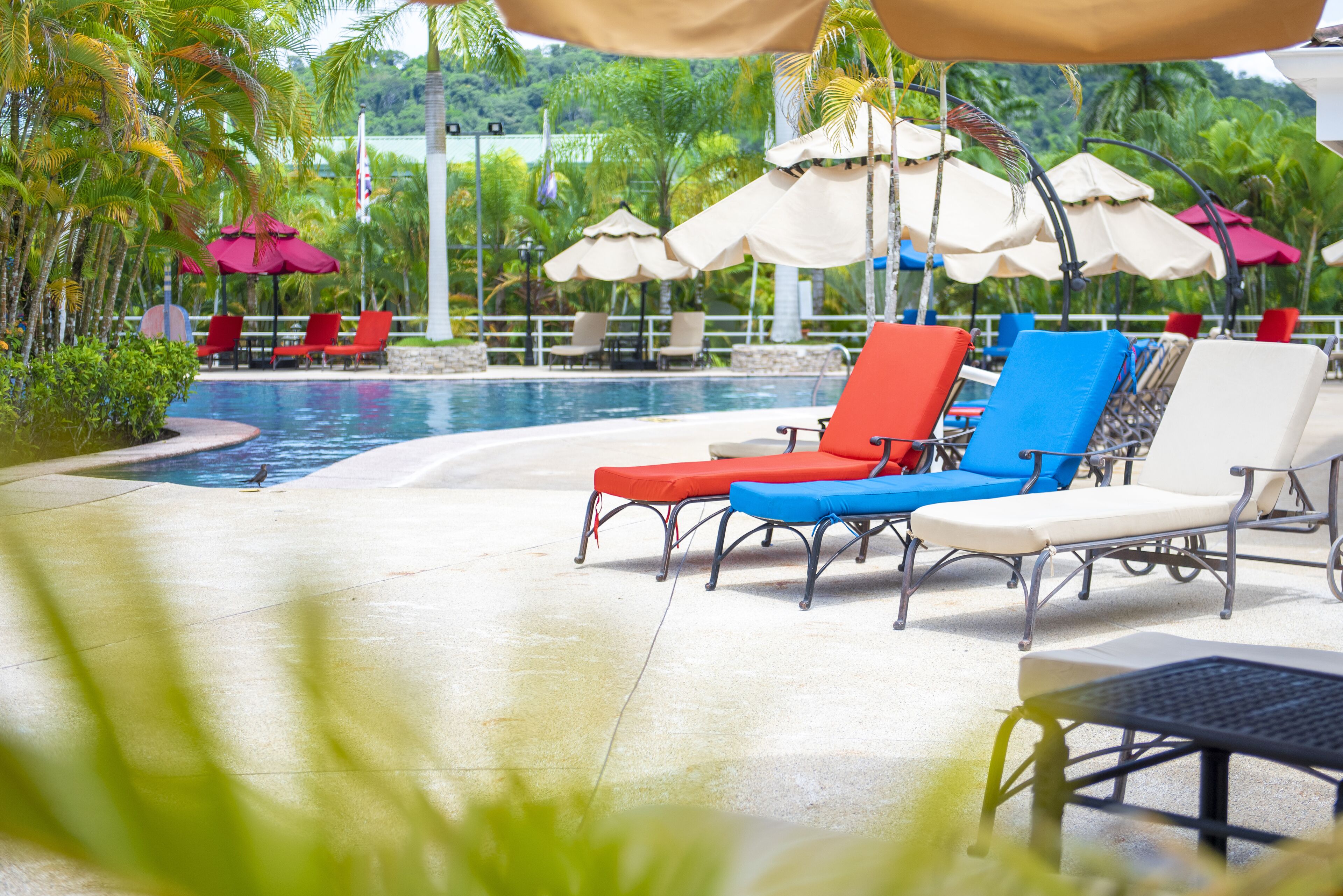 A poolside area with lounge chairs and umbrellas, surrounded by palm trees and a view of a mountainous landscape.
