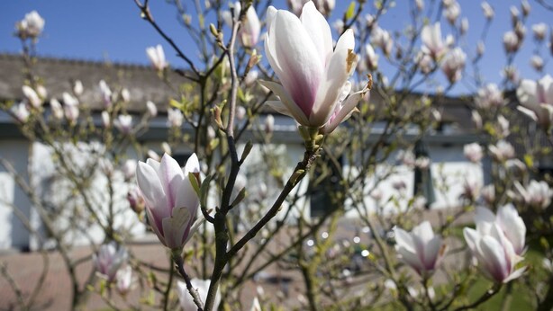A magnolia tree with blooming flowers in front of a building. - Munkebo Kro (Munkebo)