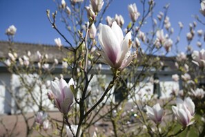 A magnolia tree with blooming flowers in front of a building. - Munkebo Kro (Munkebo)