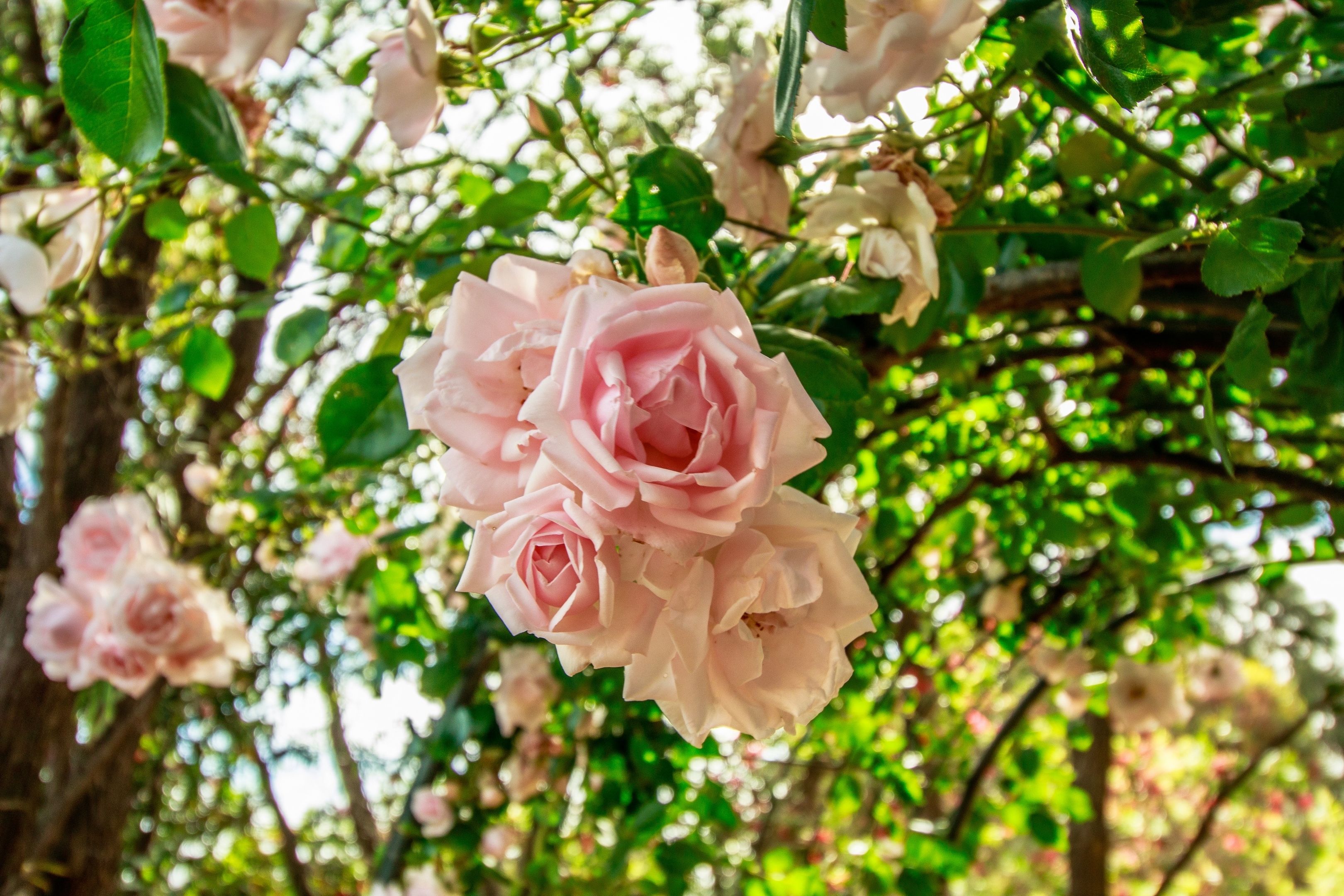 Un grupo de rosas rosadas en plena floración, rodeadas de follaje verde.