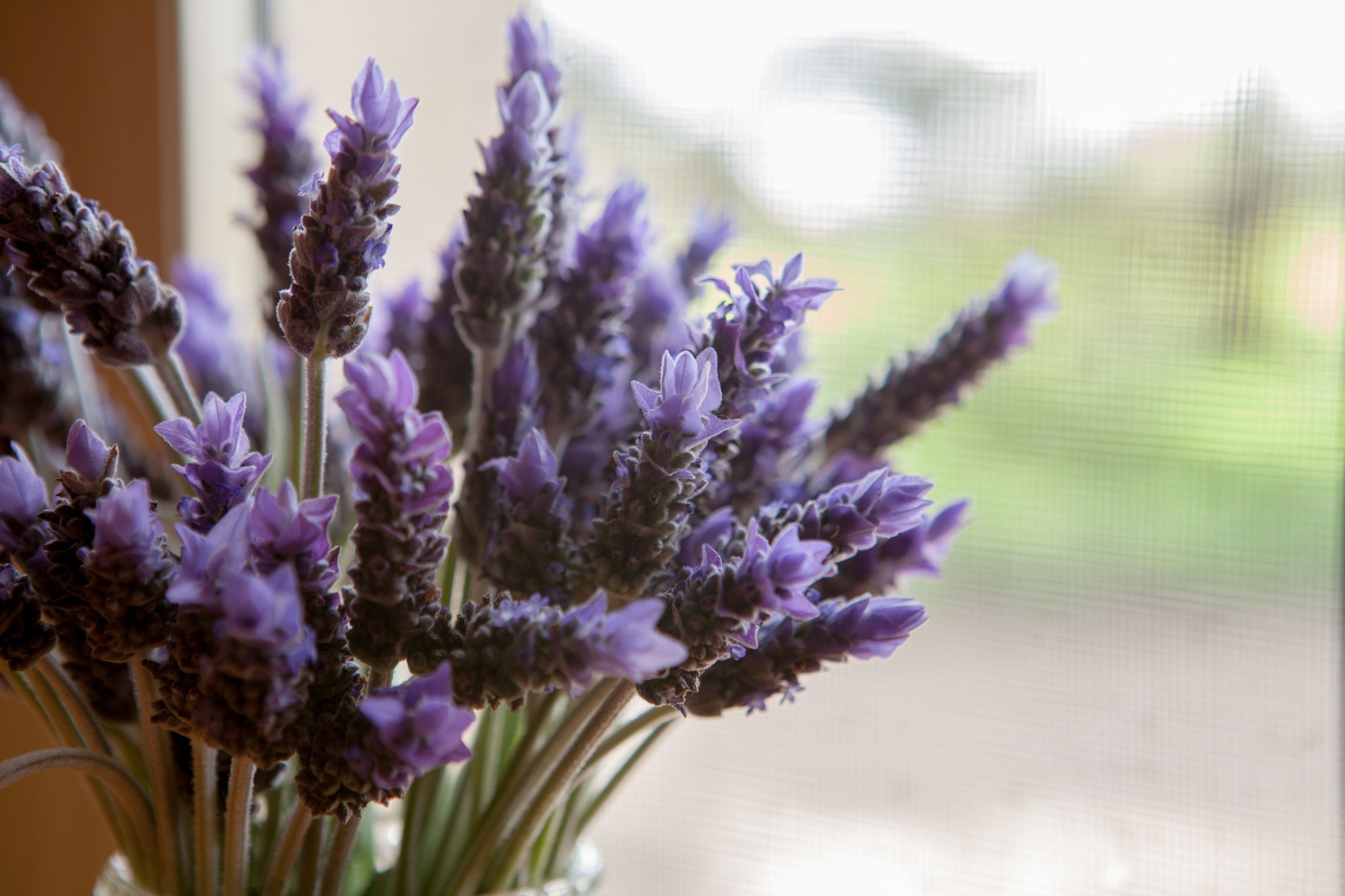 A bouquet of lavender flowers in a clear glass vase.