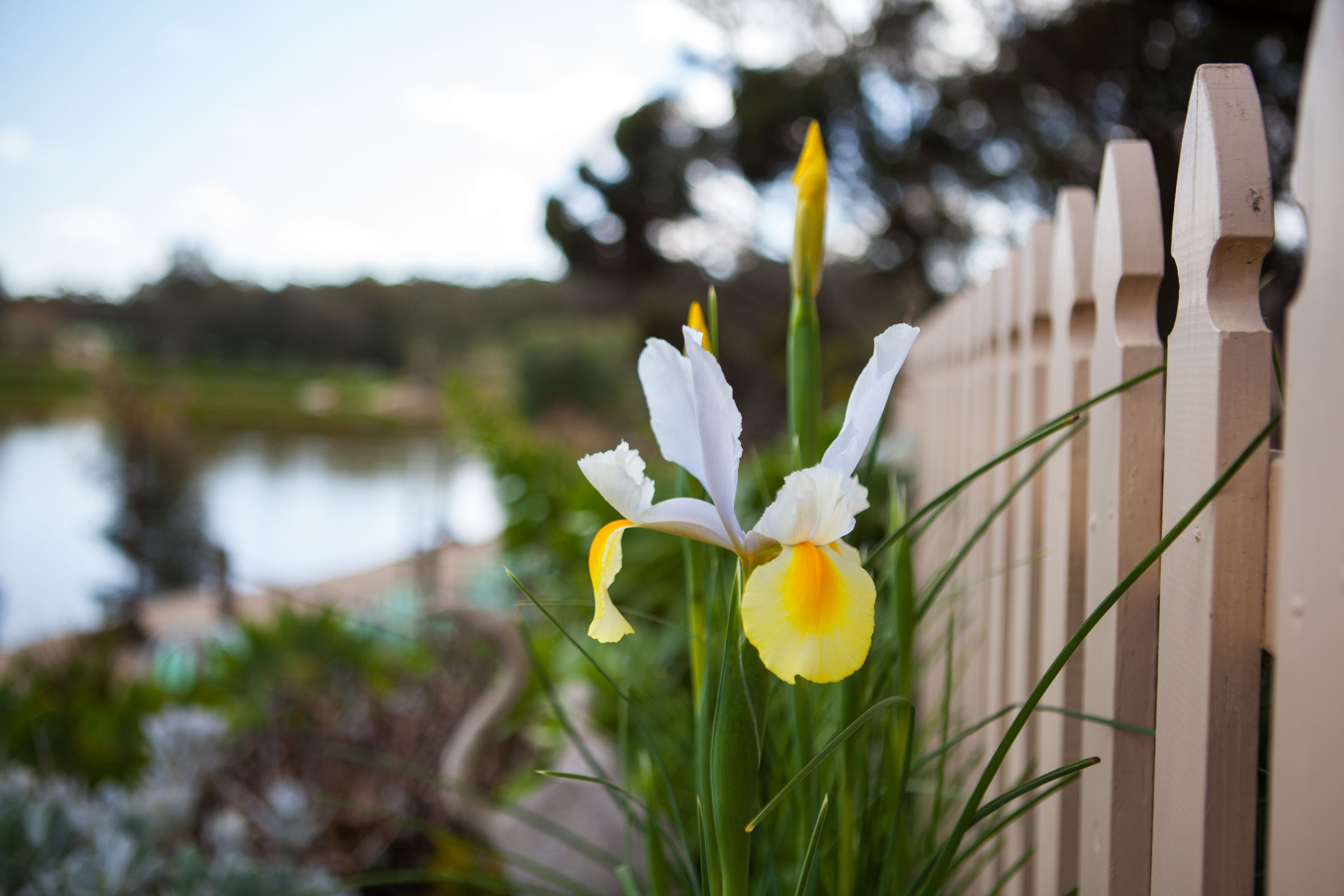 A white fence with a pond and greenery in the background.