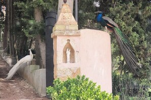 A peacock perched on a stone monument with a statue, surrounded by greenery. - Candalù - Villa Giardinata (Valderice)