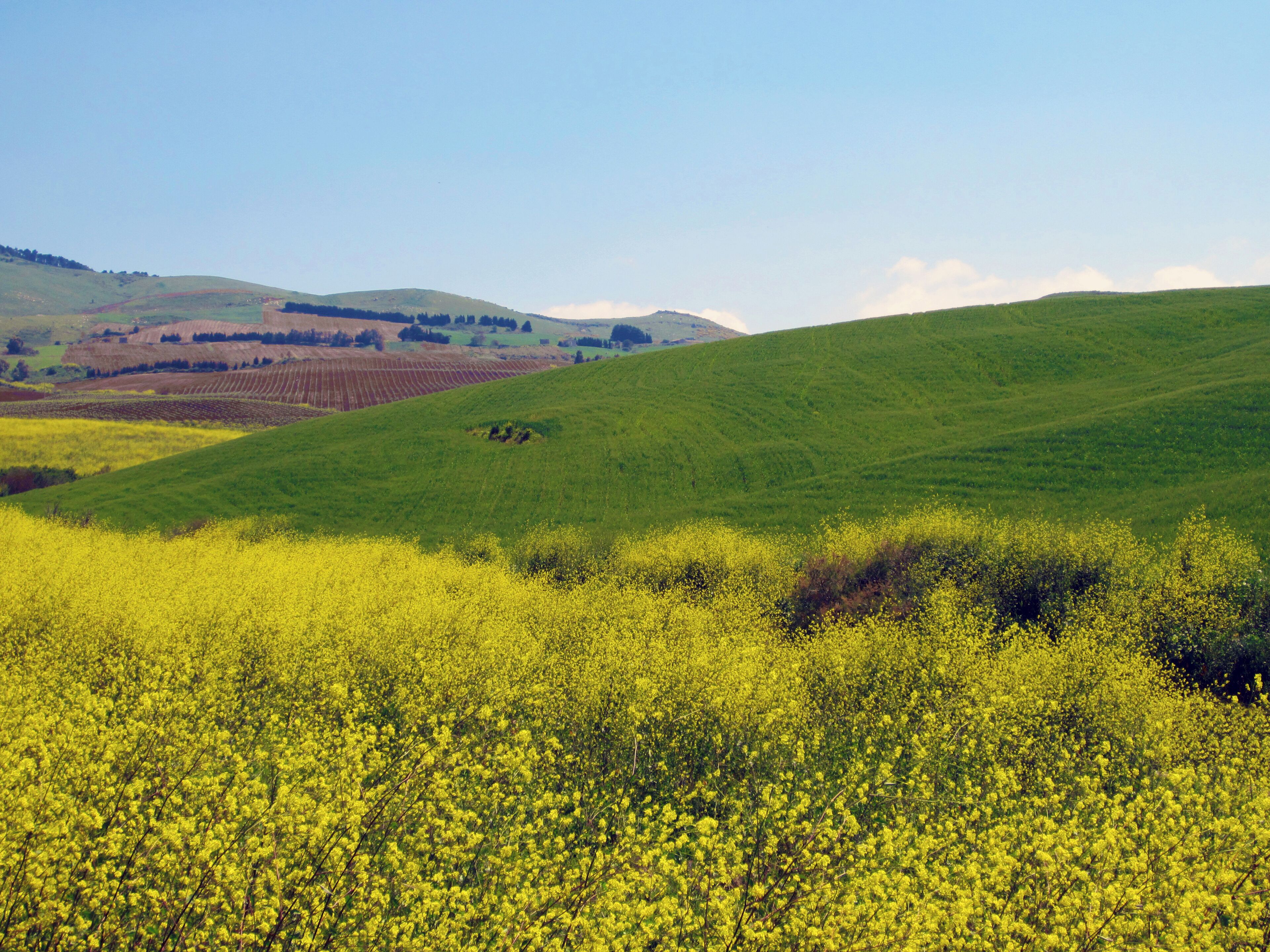 A field of yellow flowers with rolling green hills in the background.