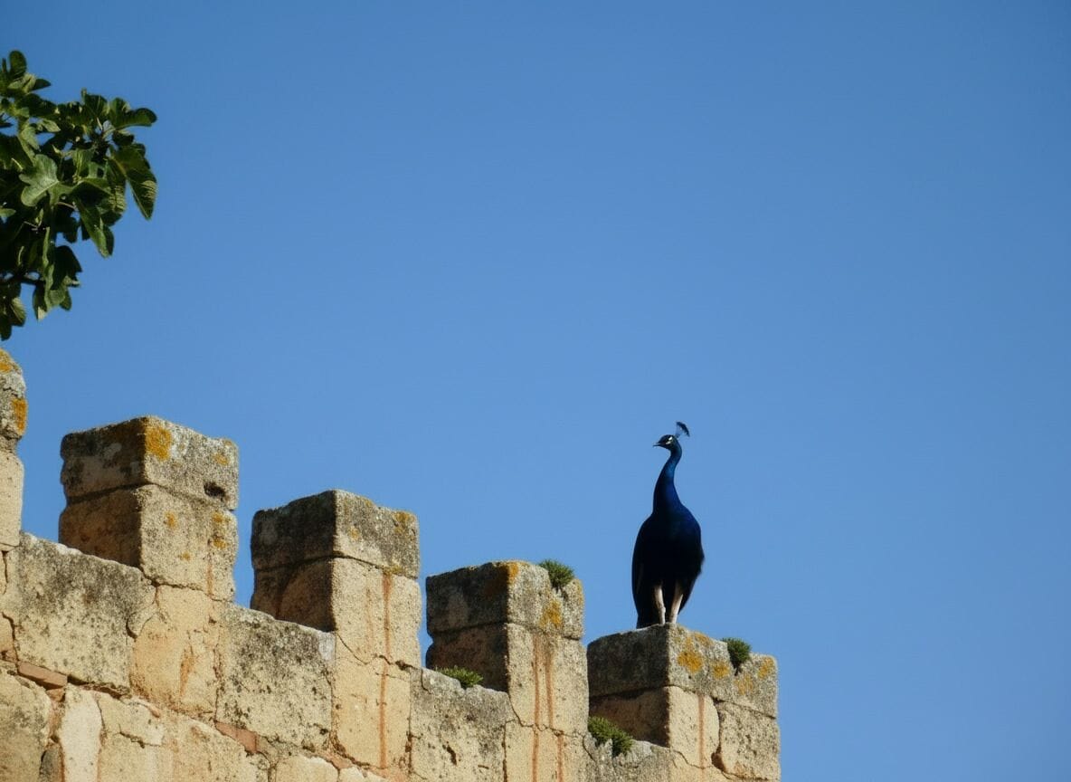 A peacock standing on a stone wall.