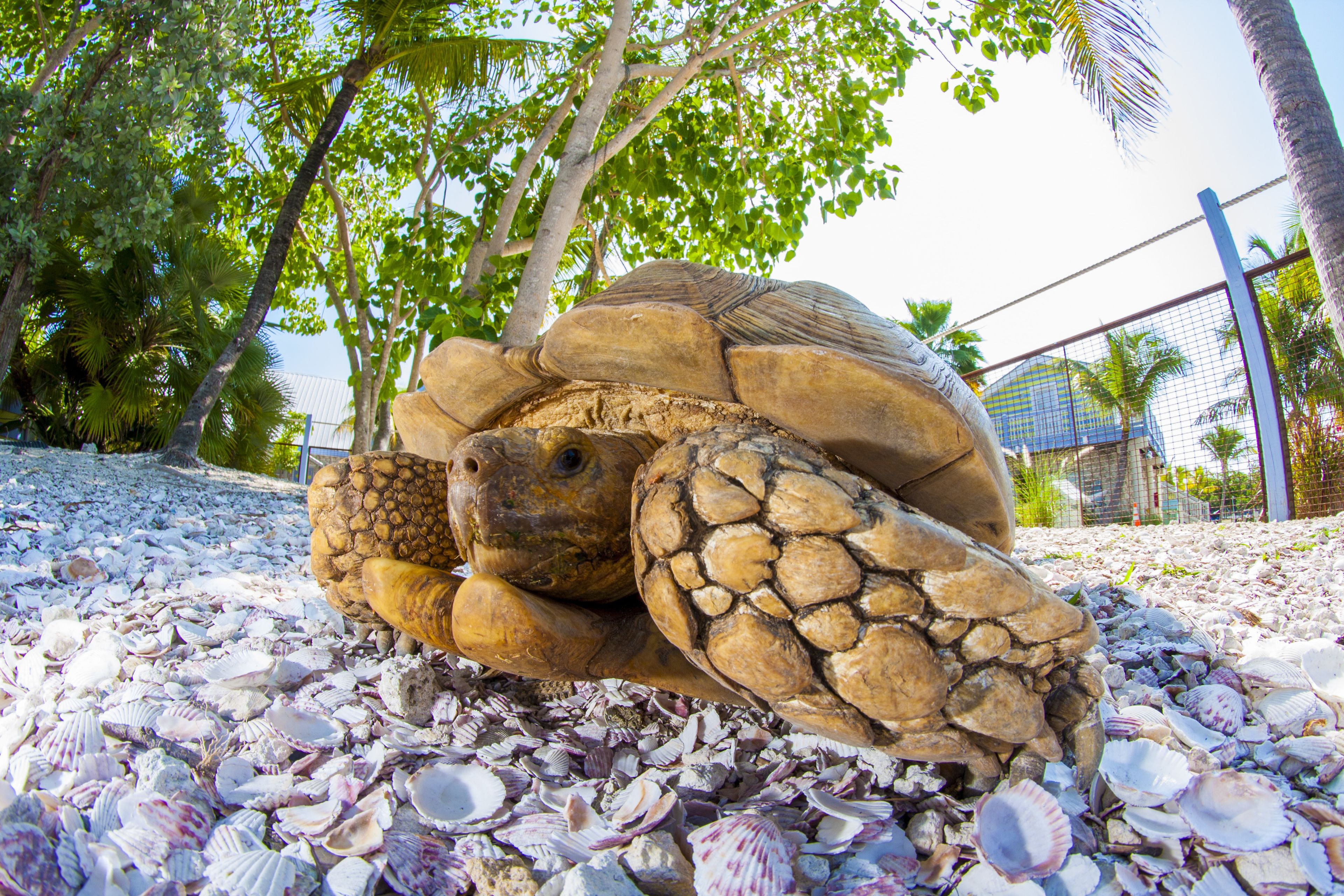 Photo - Ibis Bay Resort