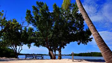 Une plage avec un banc, des arbres et un palmier.