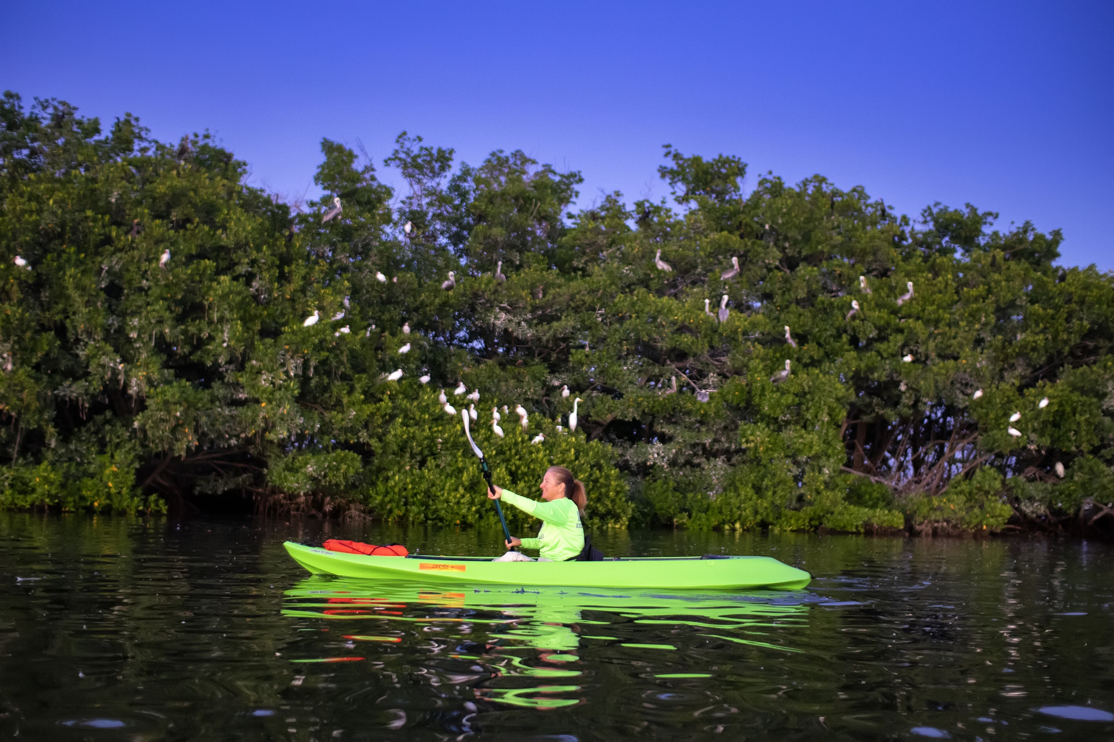 Una persona in kayak verde su acqua calma, con fitta vegetazione e uccelli sullo sfondo.