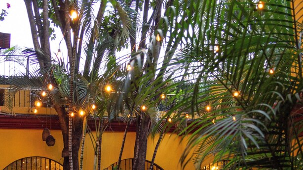 Un área de piscina al aire libre con borde curvo, rodeada de palmeras y plantas, y un edificio amarillo con una reja de hierro forjado al fondo.