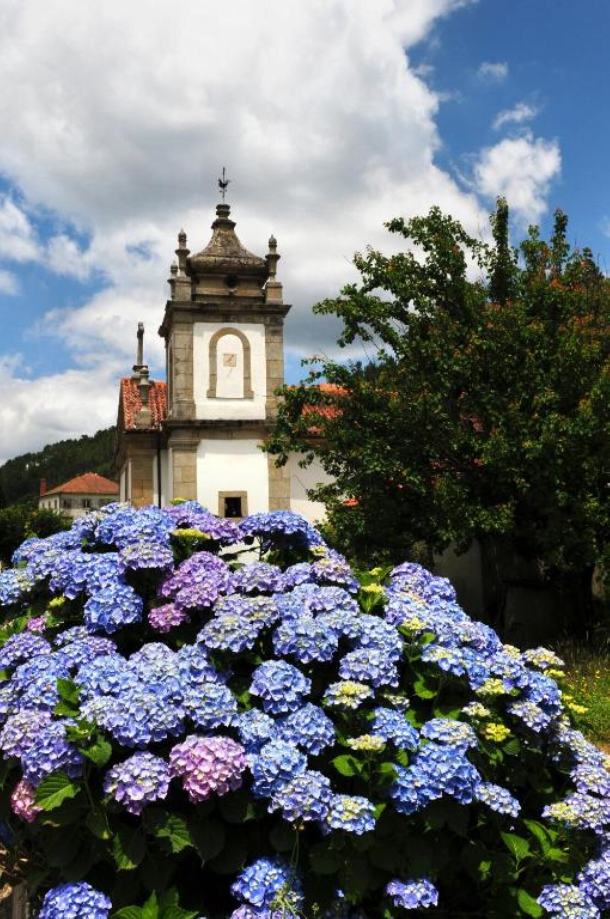 A church with a bell tower and a garden of hydrangeas in front.