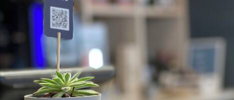 A potted succulent on a wooden surface with a 'MENU' sign and a QR code.