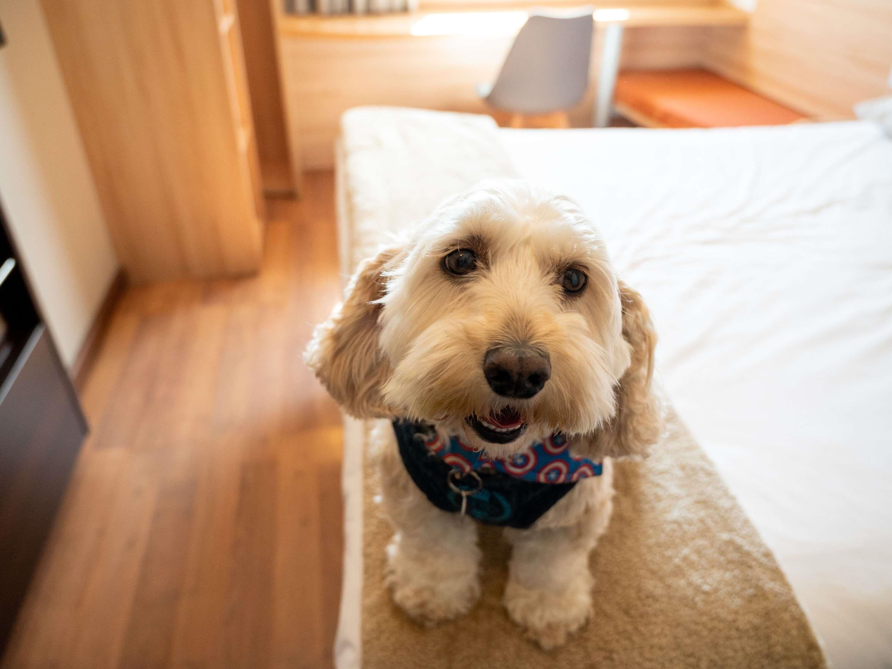 Un perro pequeño sentado sobre una cama en una habitación de hotel.