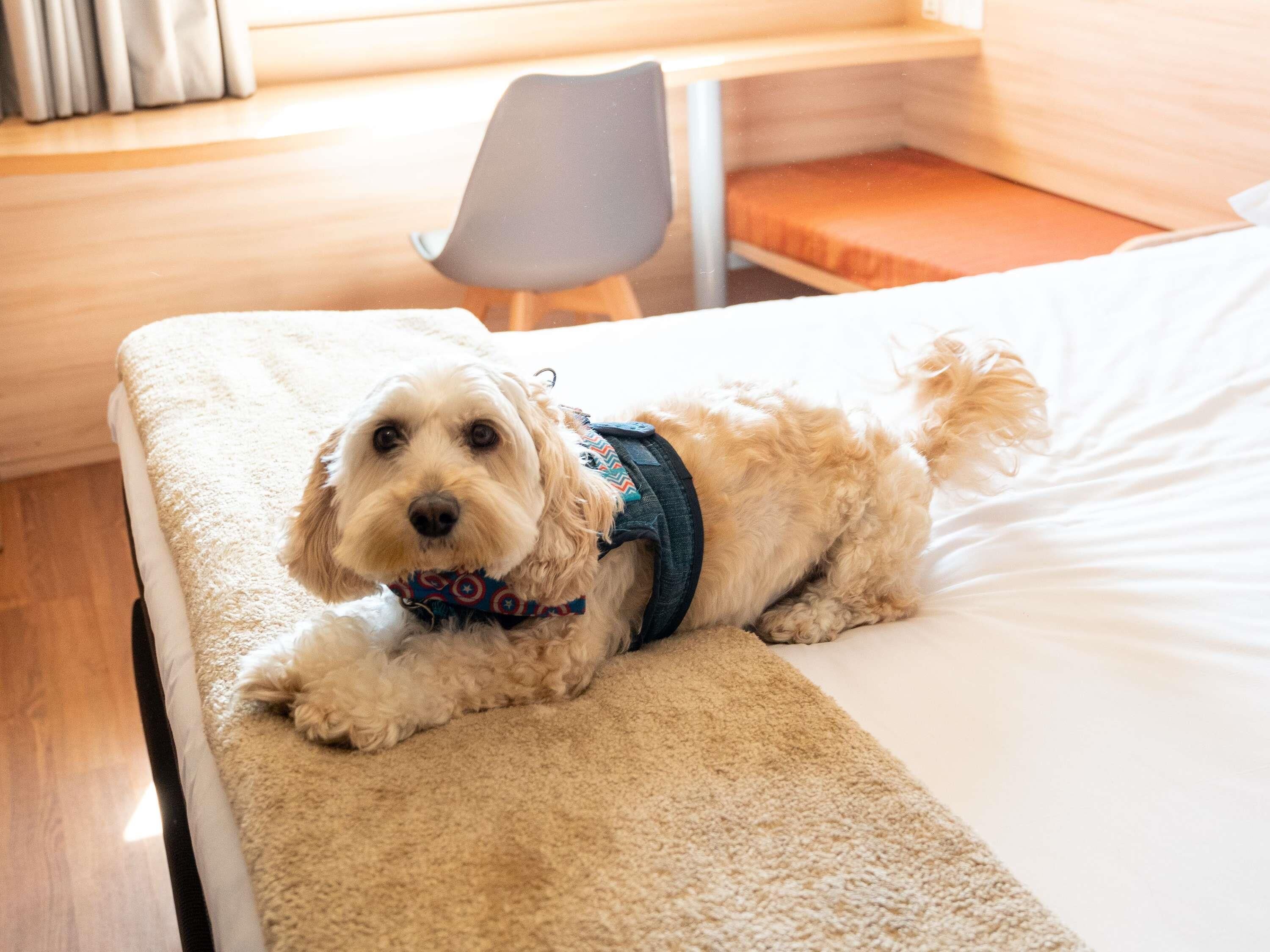 Un petit chien allongé sur un lit, avec une couverture, une chaise et une fenêtre avec des rideaux en arrière-plan.