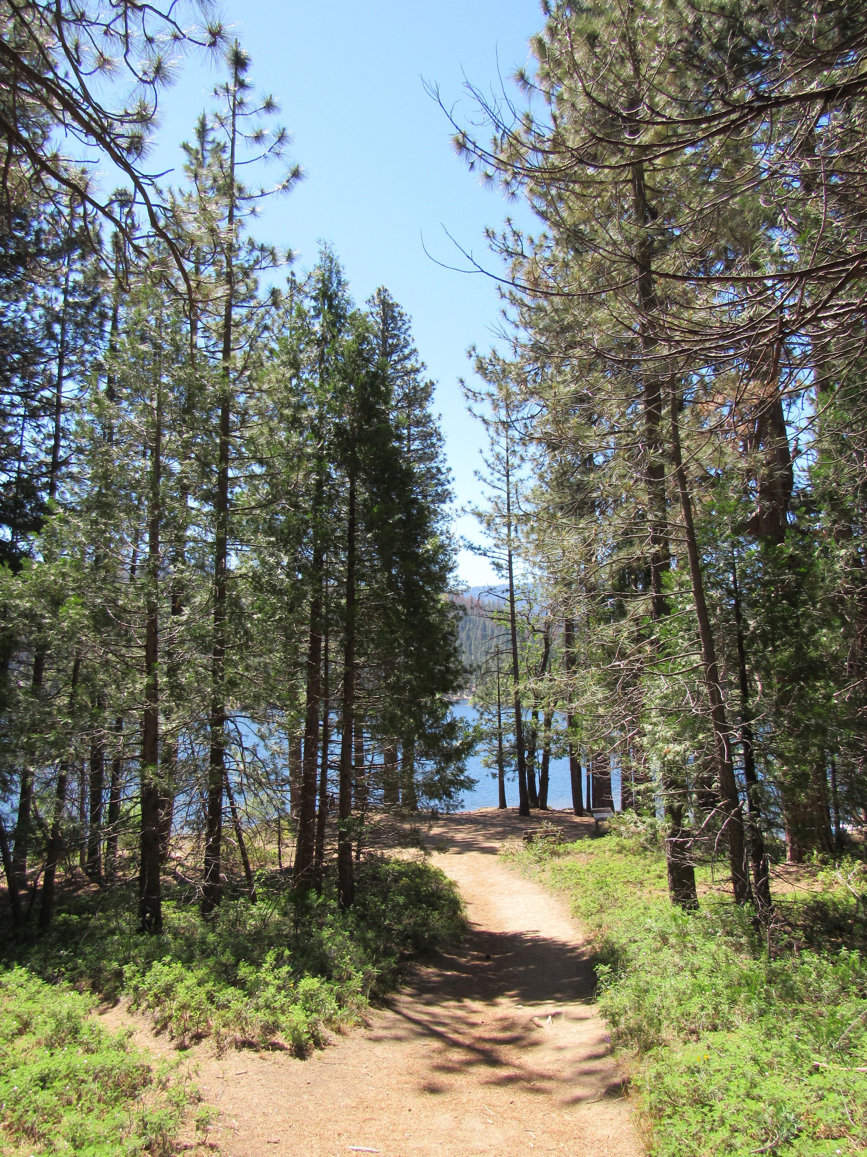 A forested area with a dirt path leading towards a body of water.