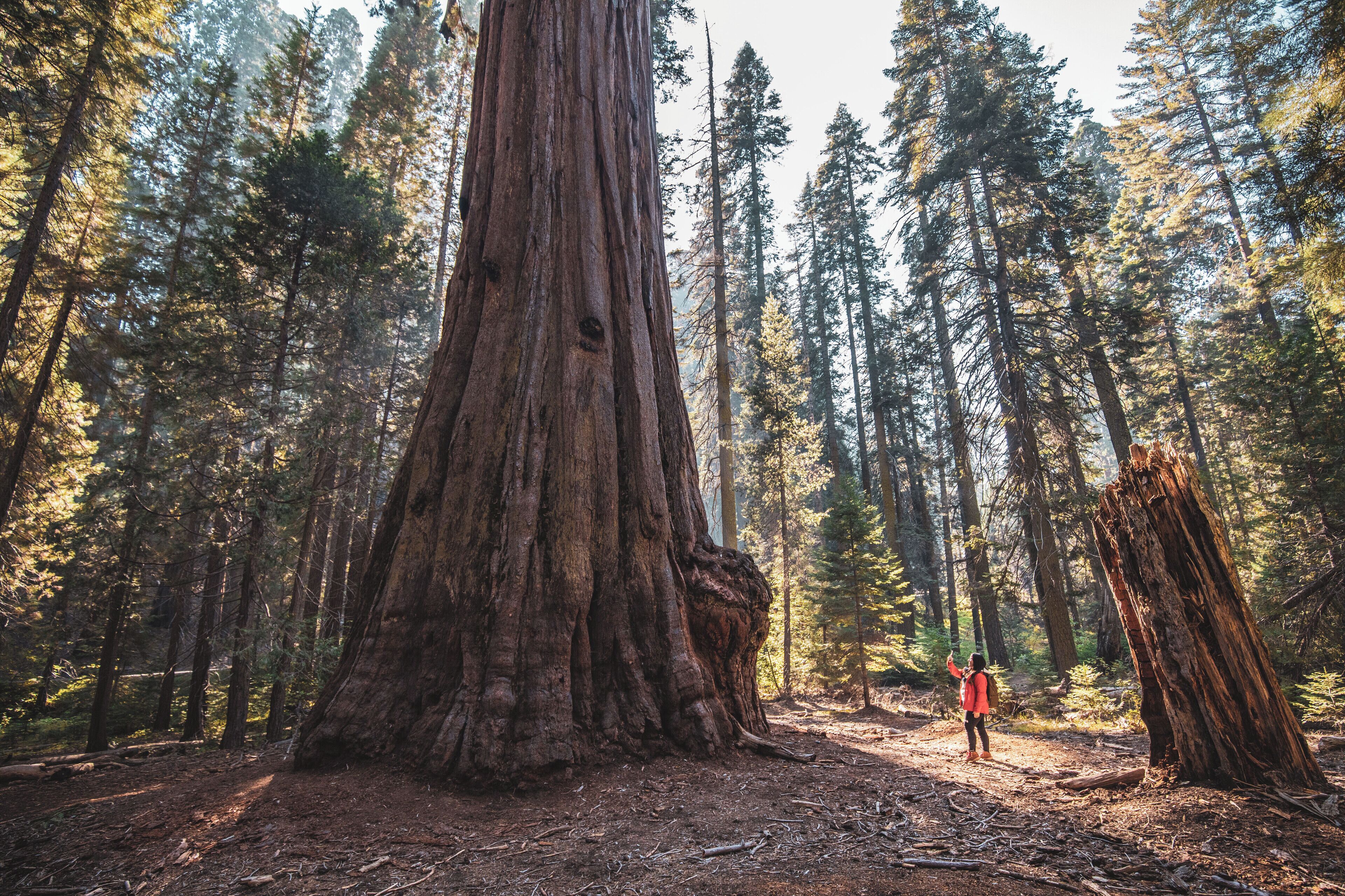 A forest with tall trees and a person in a red jacket.
