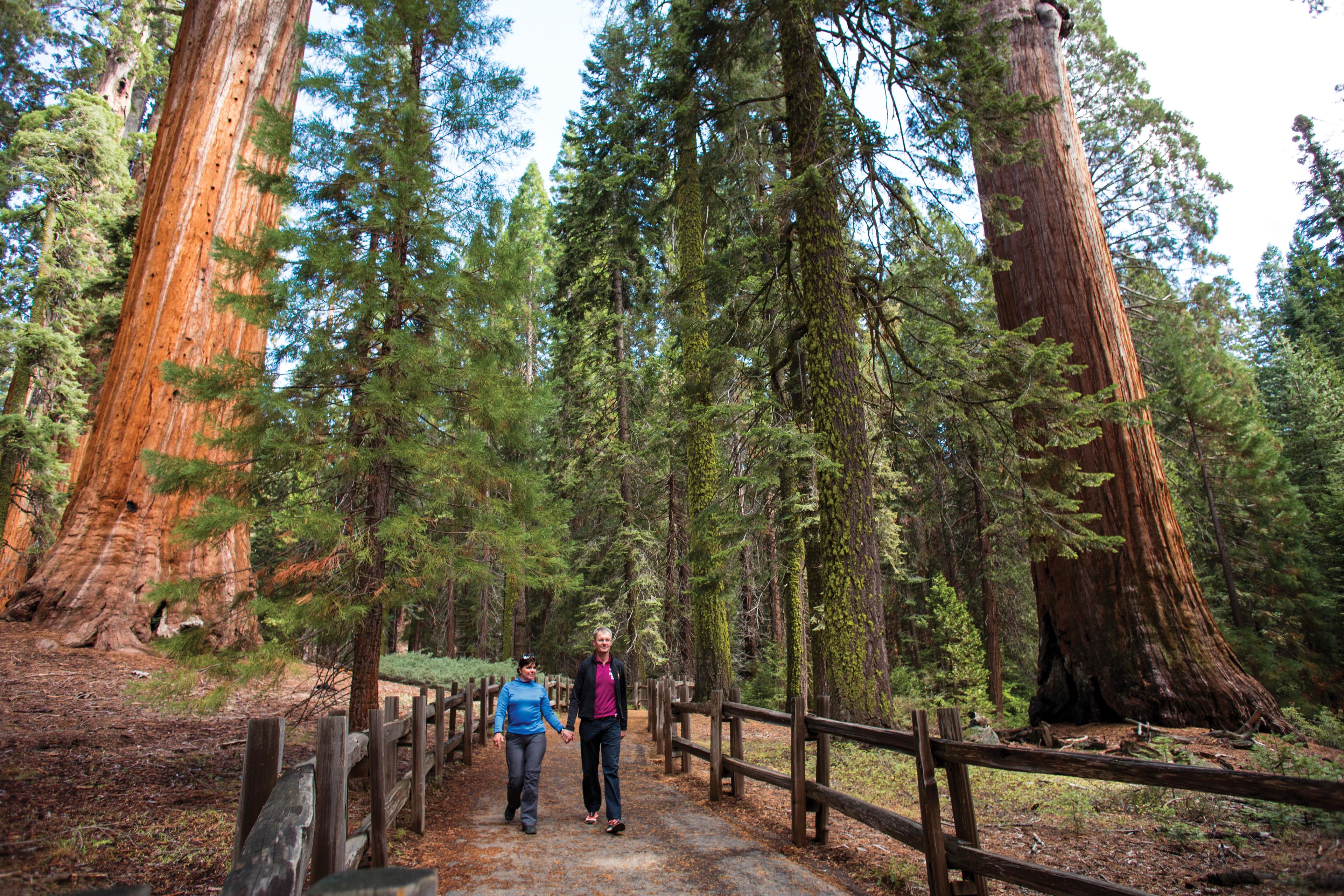 A forest path with tall trees and a wooden fence.