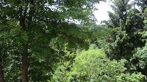 A forested area with a dirt path leading through dense greenery. - Oberhof 810 M (Oberhof)