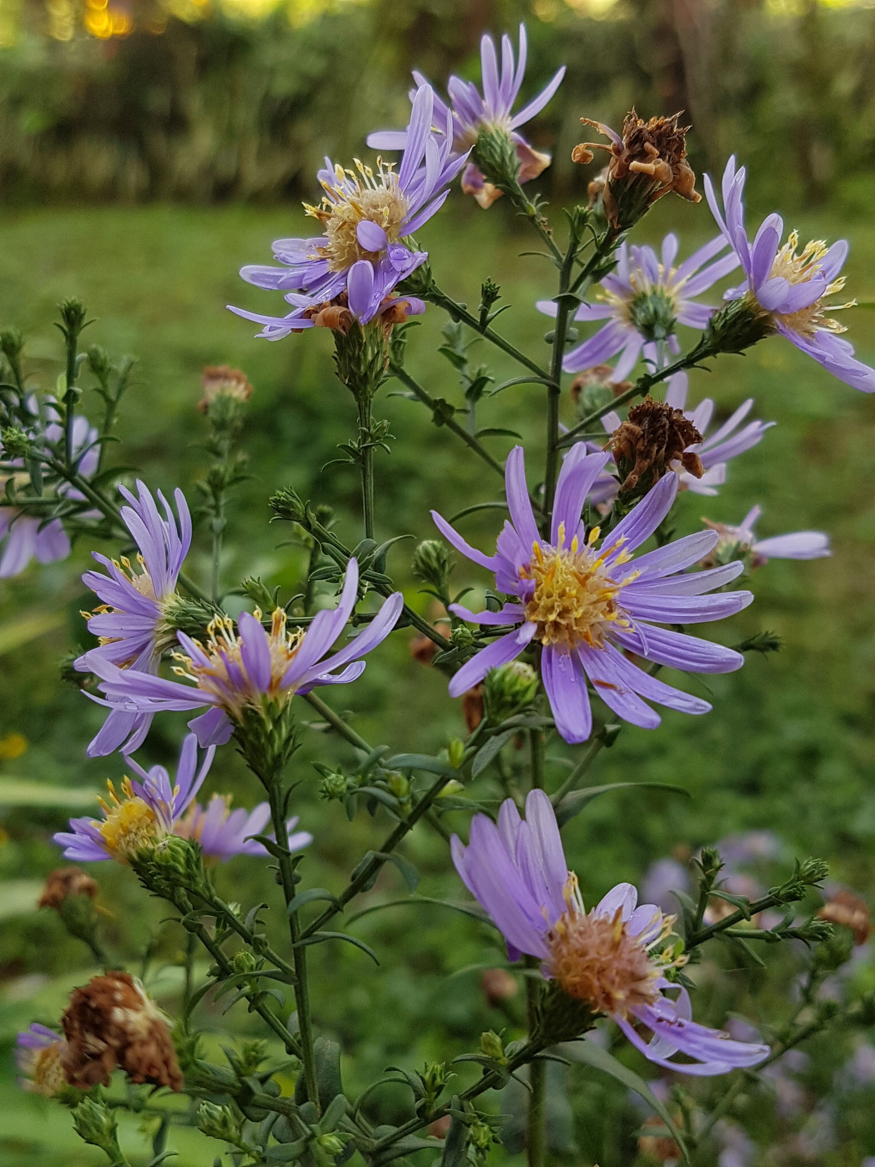 A garden with purple flowers and green foliage.