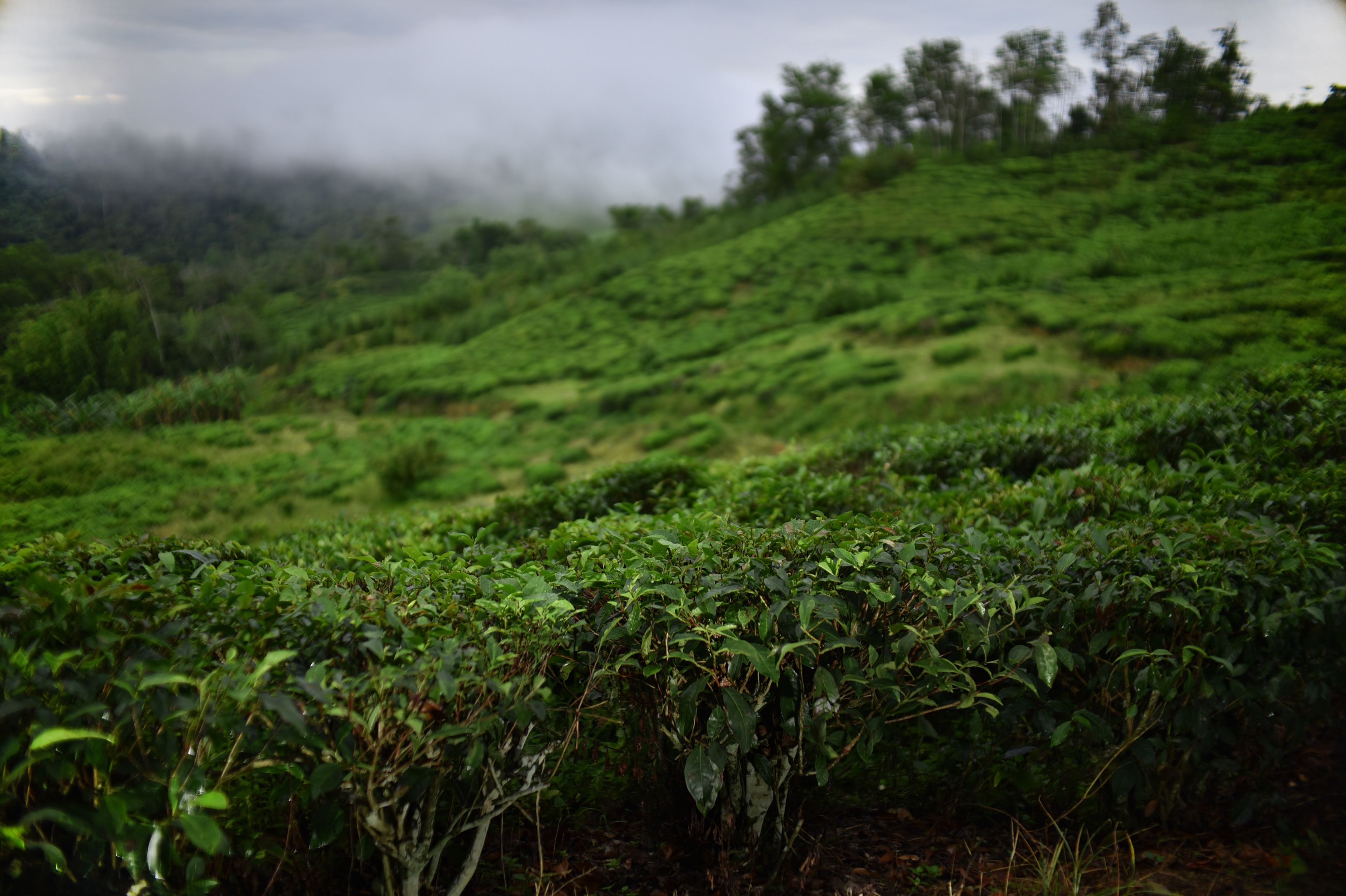 A lush green tea plantation with dense foliage and a misty background.