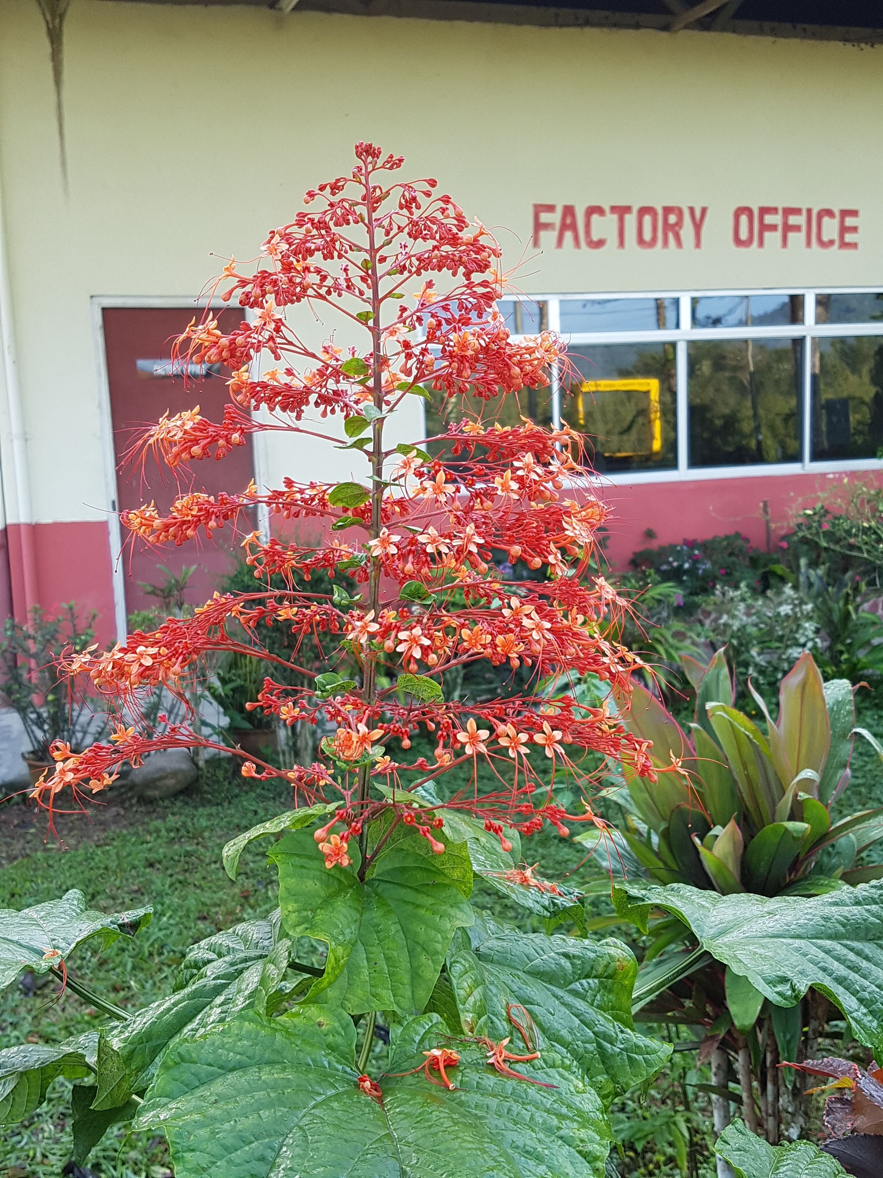 Een plant met rode bloemen voor een gebouw met de tekst 'FACTORY OFFICE'.