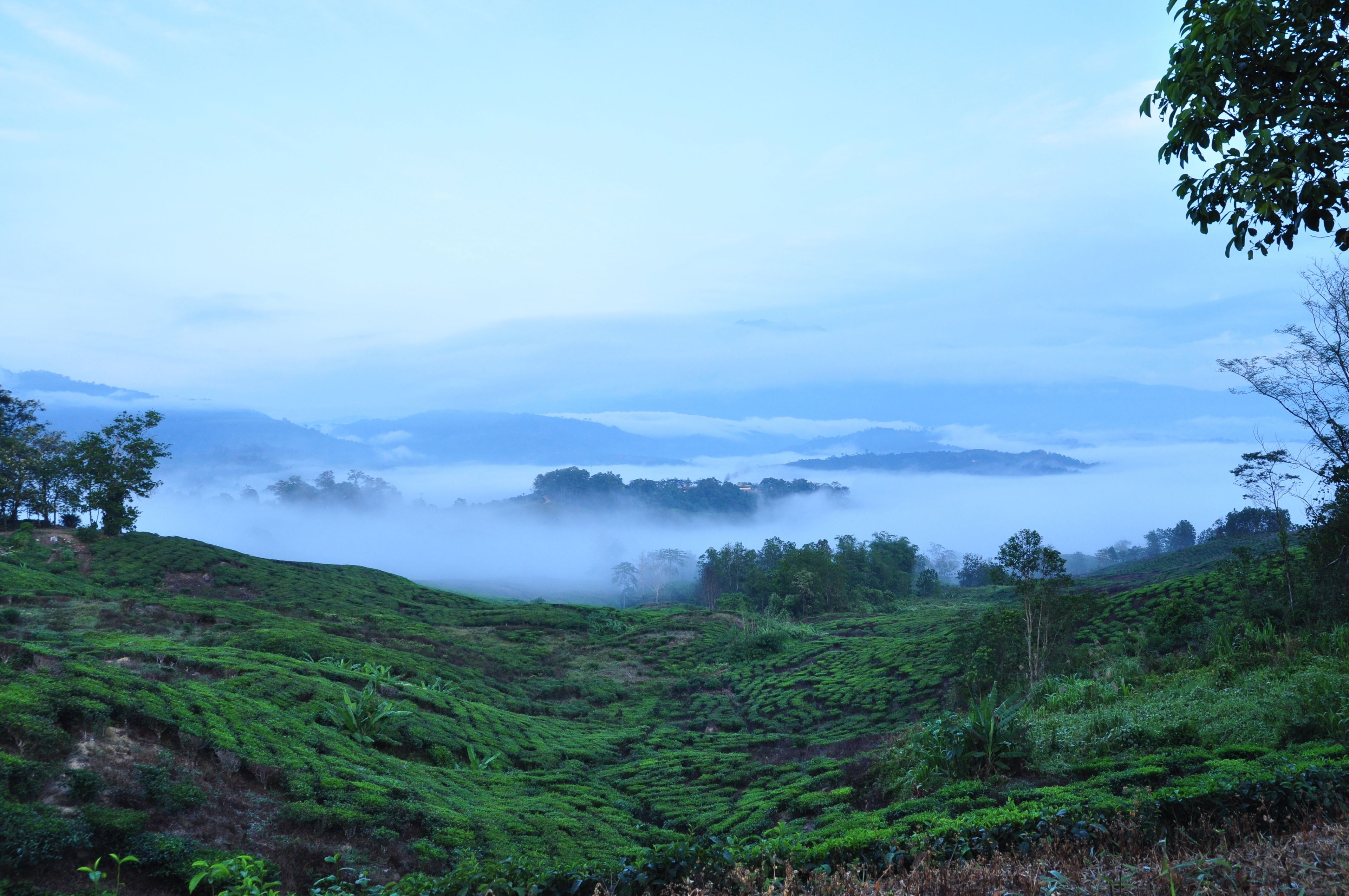 A lush green tea plantation with terraced fields and a misty background.