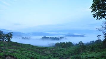A lush green tea plantation with terraced fields and a misty background.