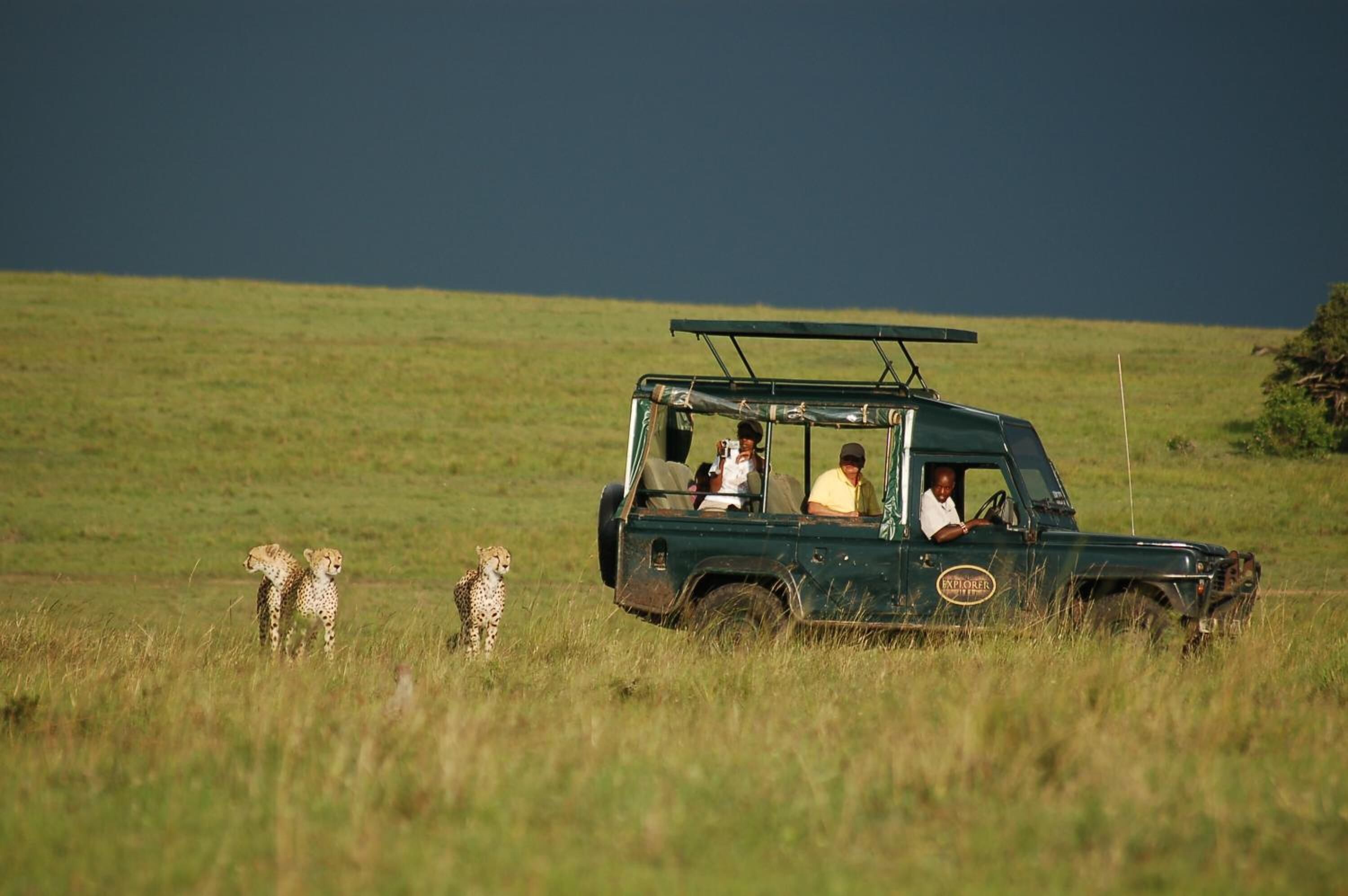 A safari vehicle with passengers and cheetahs in a grassy field.