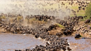 A large herd of wildebeests and zebras crossing a river. - Mara Intrepids Tented Camp (Maasai Mara)