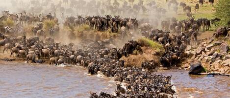 A large herd of wildebeests and zebras crossing a river.