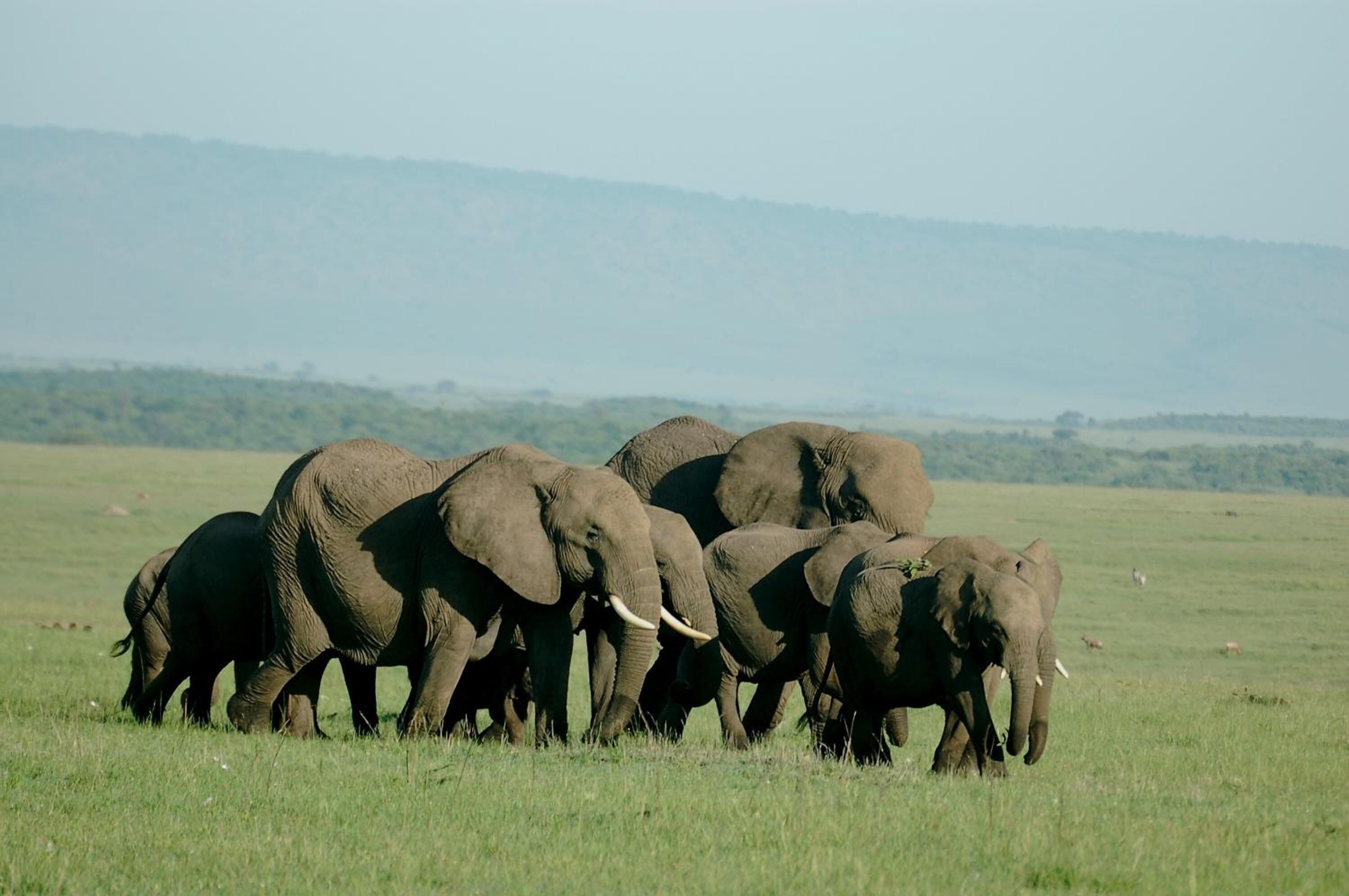 A group of elephants in a grassy field with a distant mountain range.