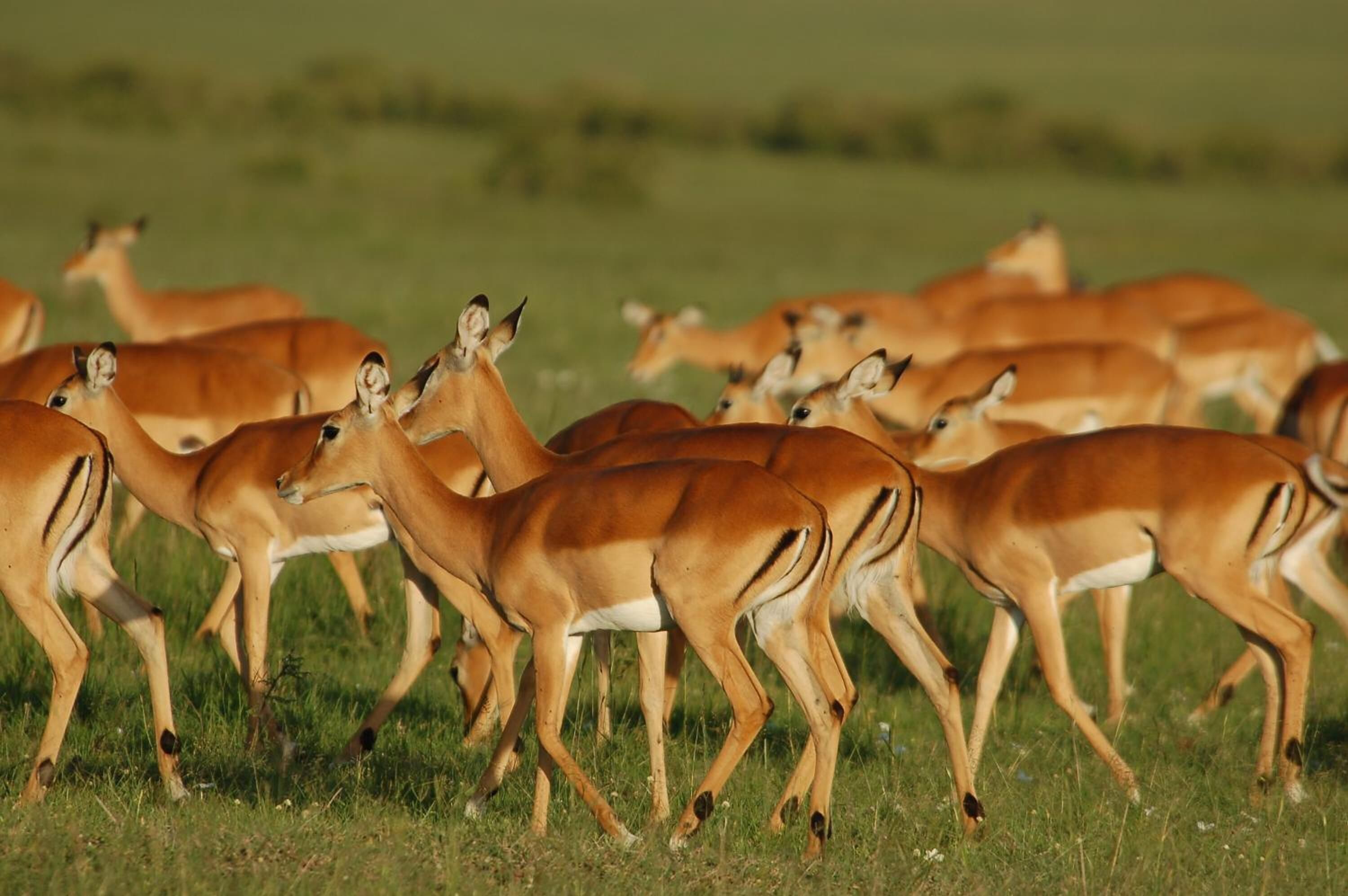 Un grupo de antílopes en un campo cubierto de hierba.