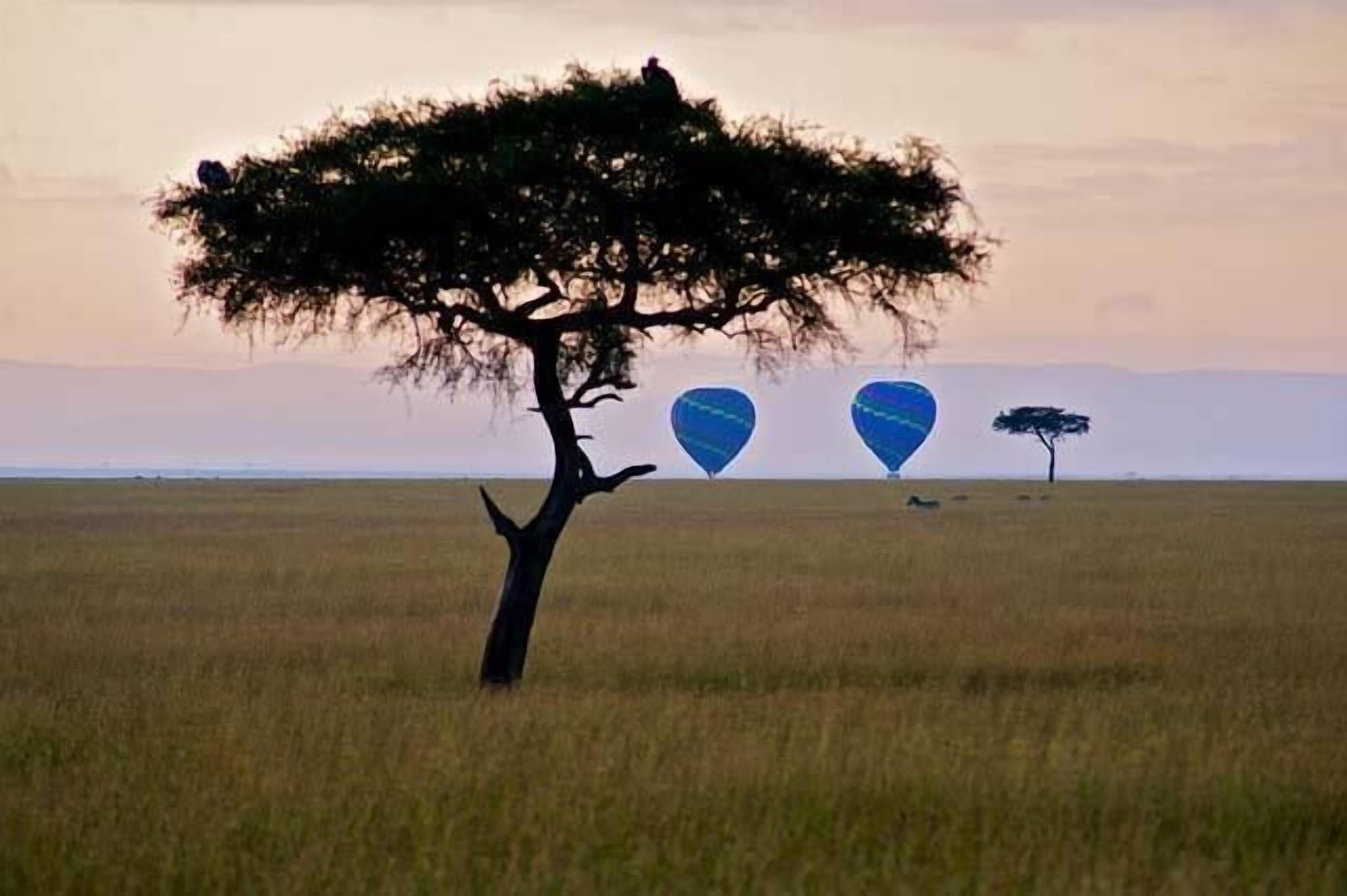 A tree in a field with three blue balloons in the background.