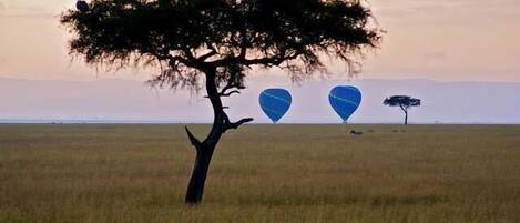 A tree in a field with three blue balloons in the background.