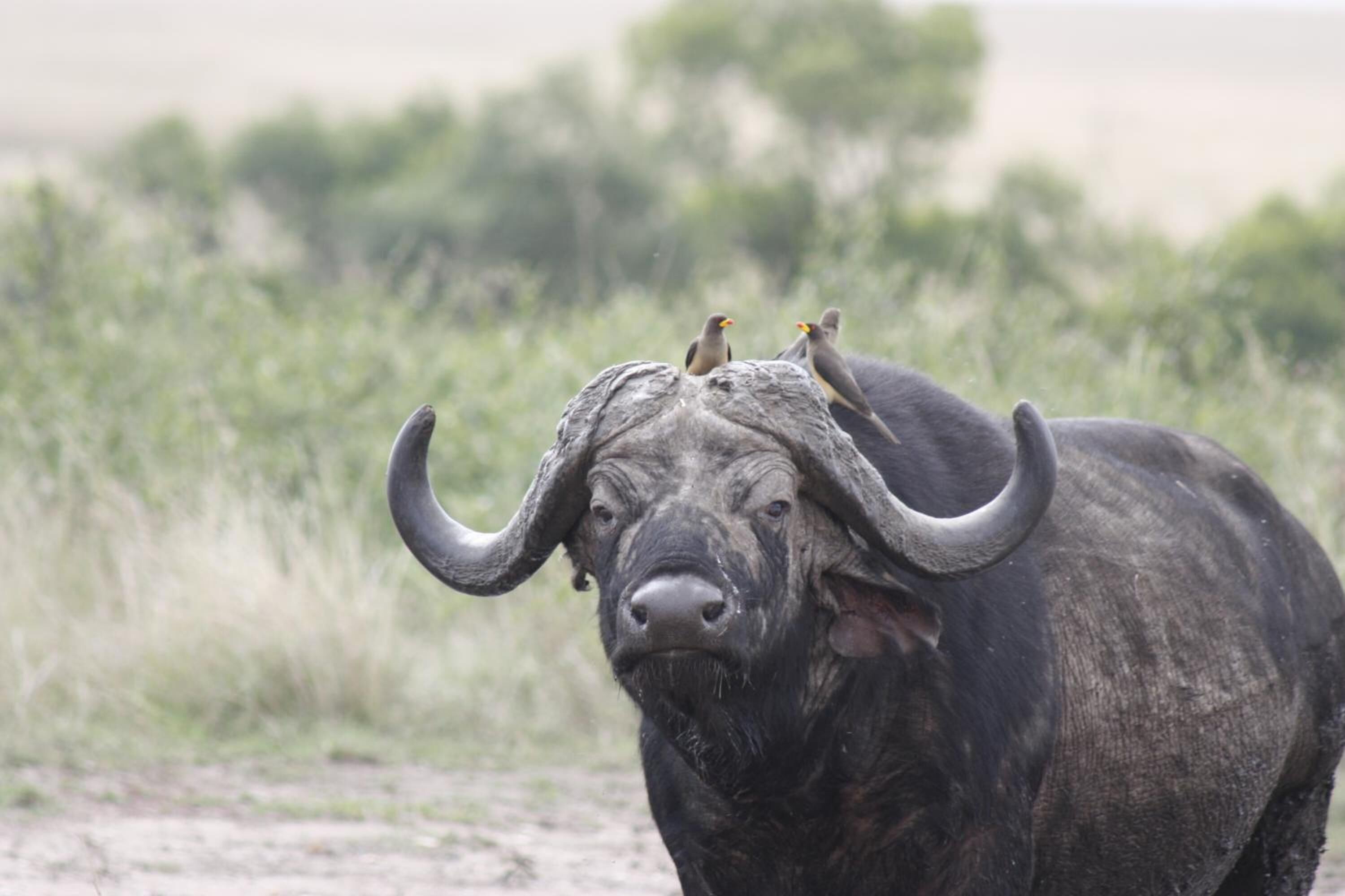 Een groot buffel met opvallende hoorns en twee vogels op zijn kop, staand in een grasrijke omgeving.