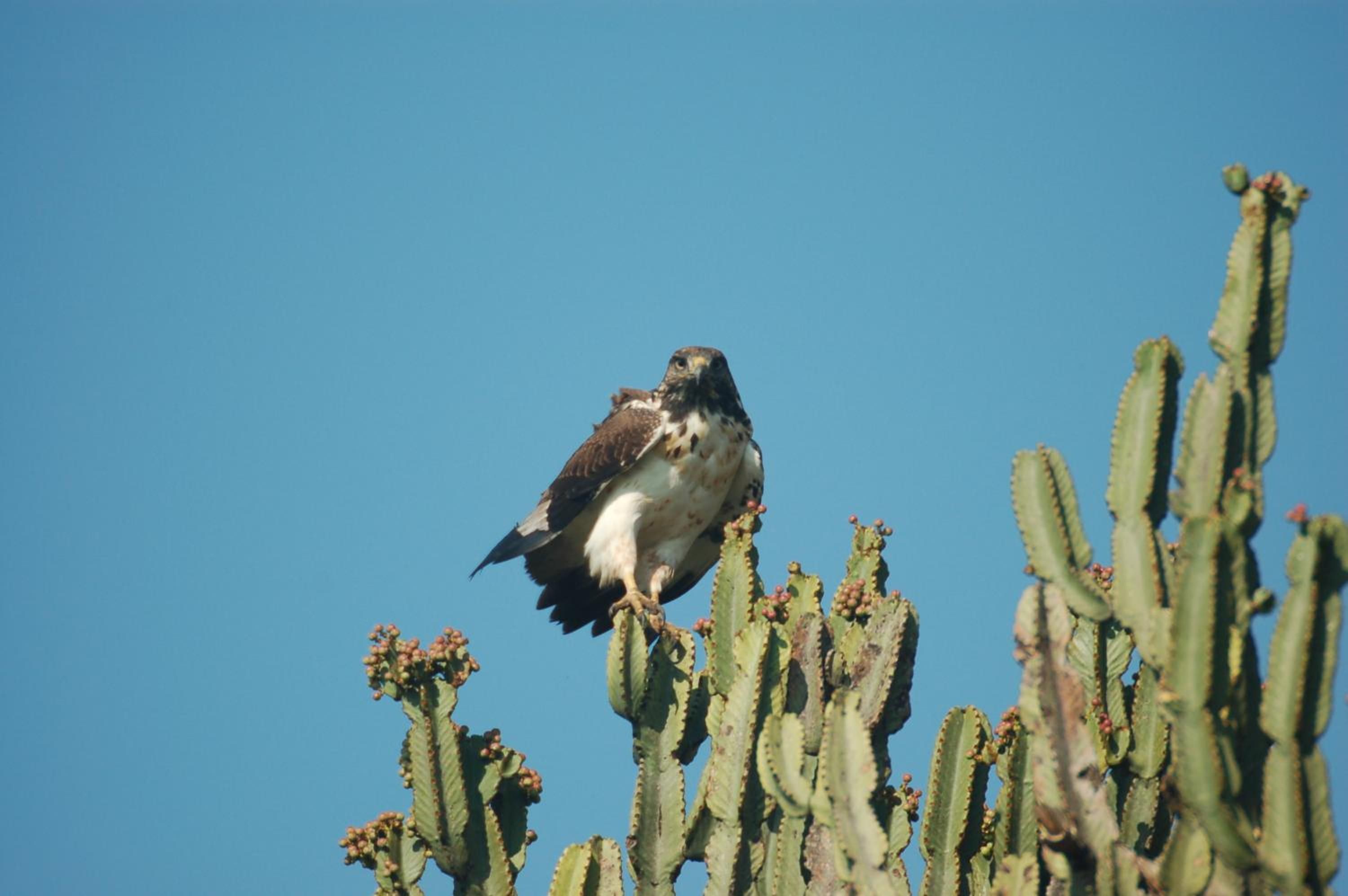 Un oiseau était perché sur un cactus.