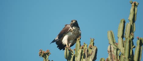 Un oiseau était perché sur un cactus.