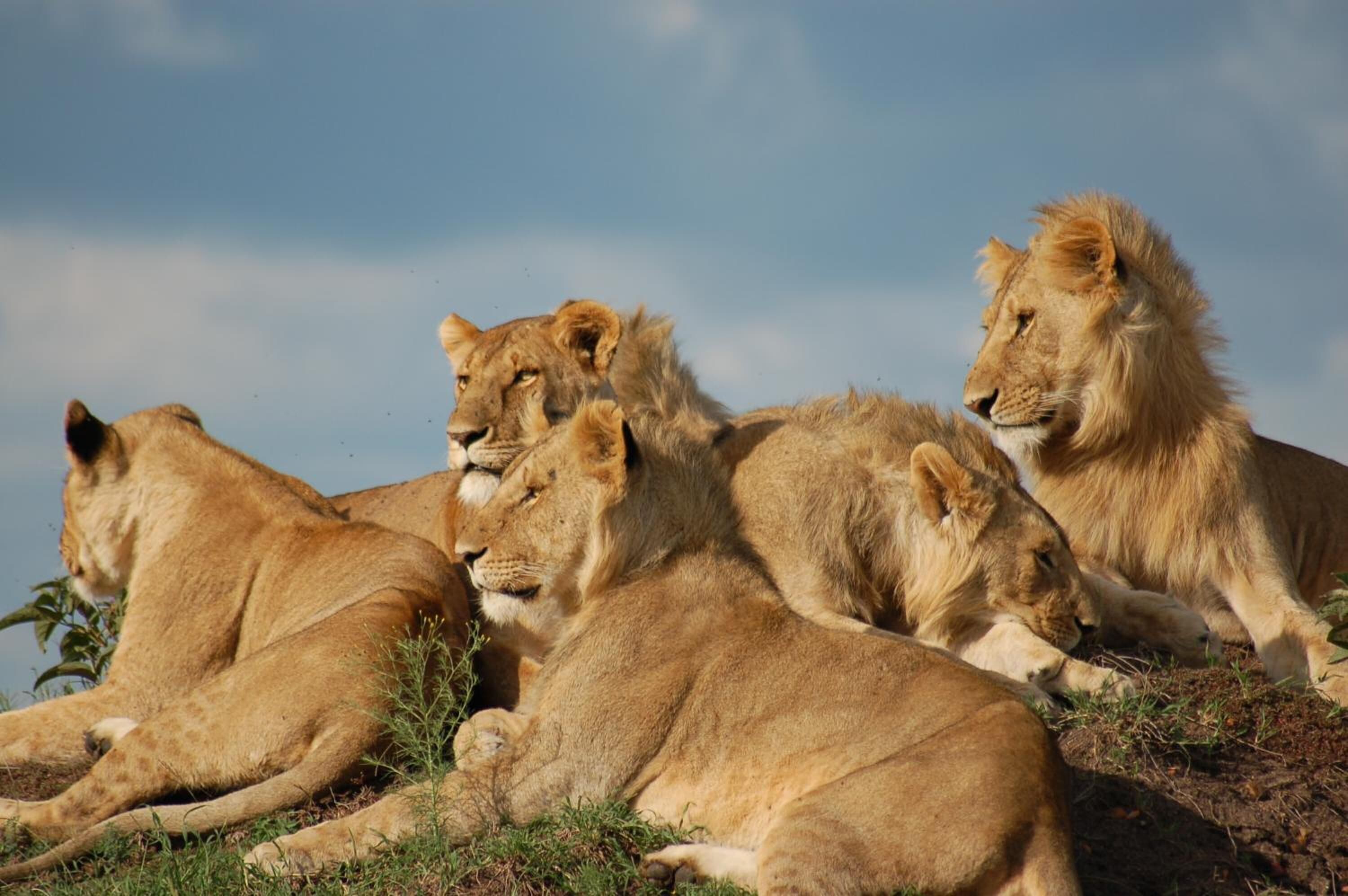 Four lions resting on a grassy slope.