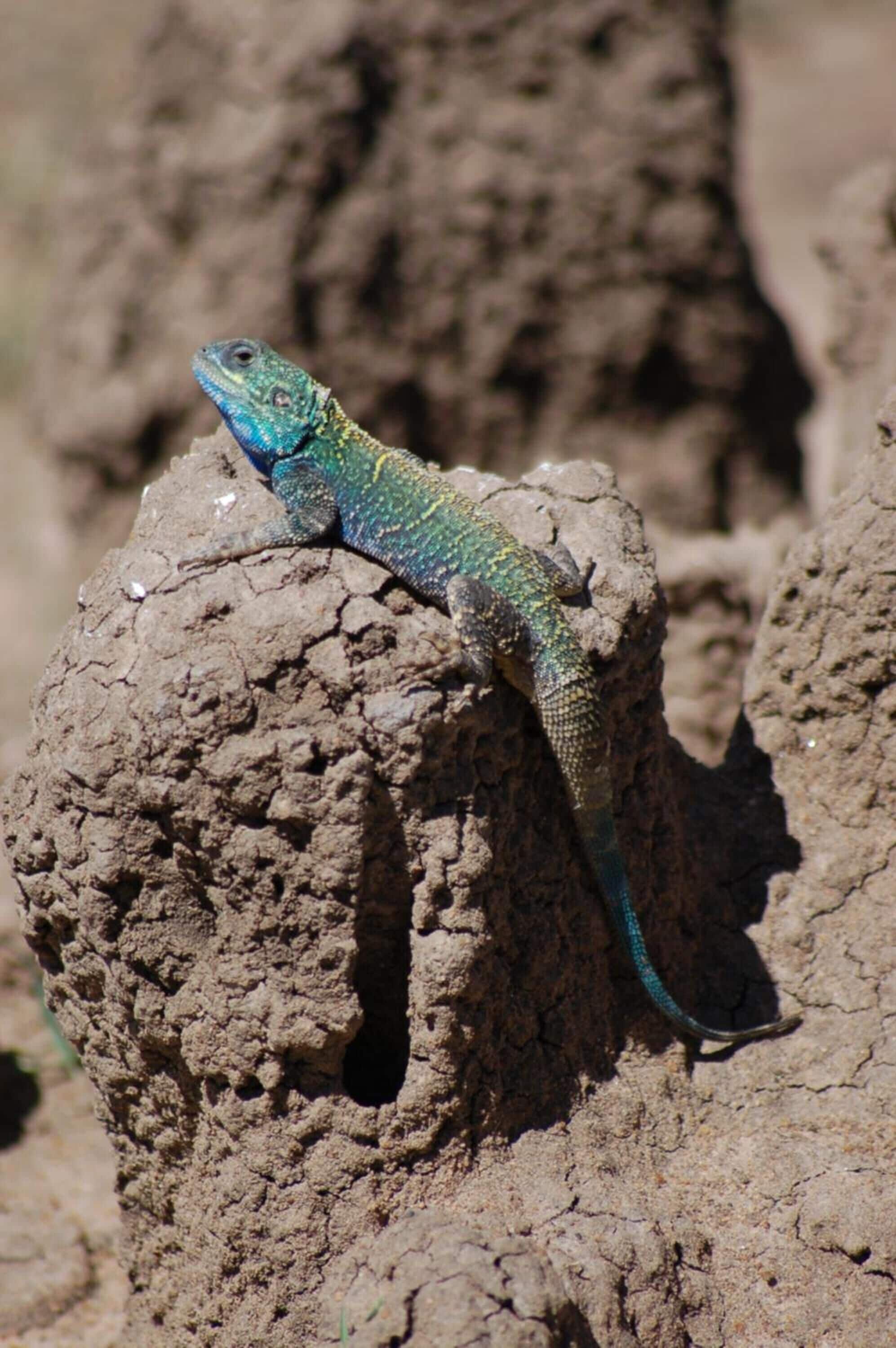 A lizard on a rock formation.