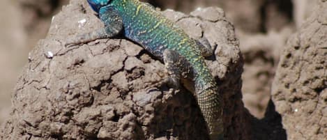 Un lagarto sobre una formación rocosa.